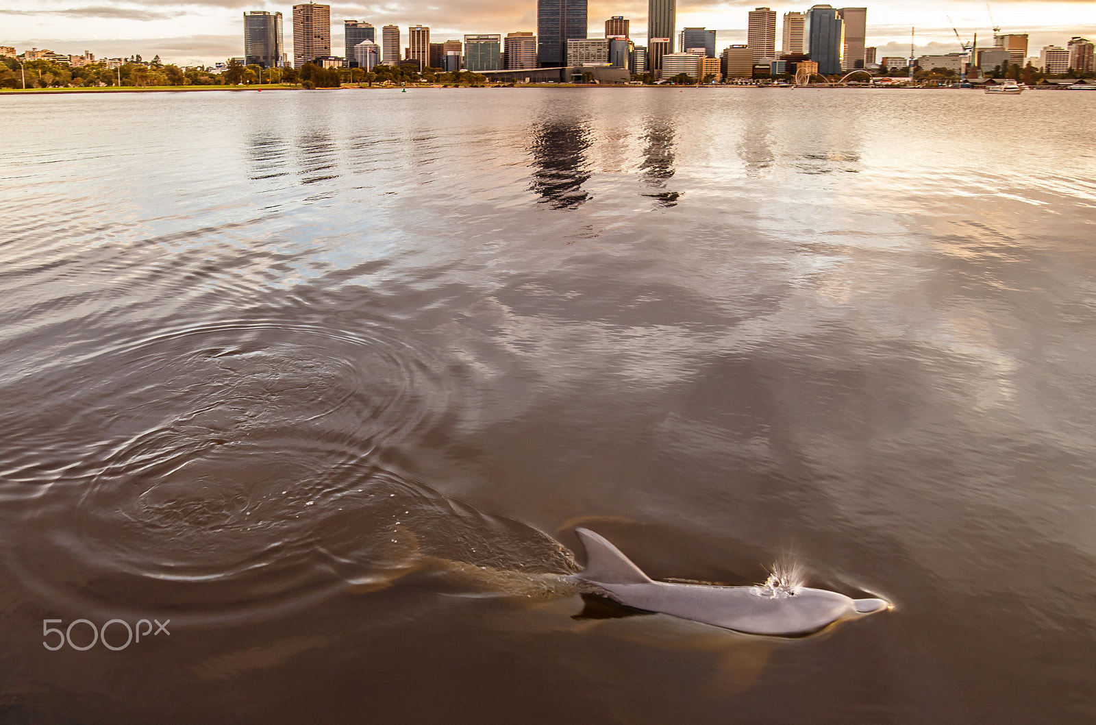 Tokina AT-X 11-20 F2.8 PRO DX Aspherical 11-20mm f/2.8 + 1.4x sample photo. Dolphin at dawn photography
