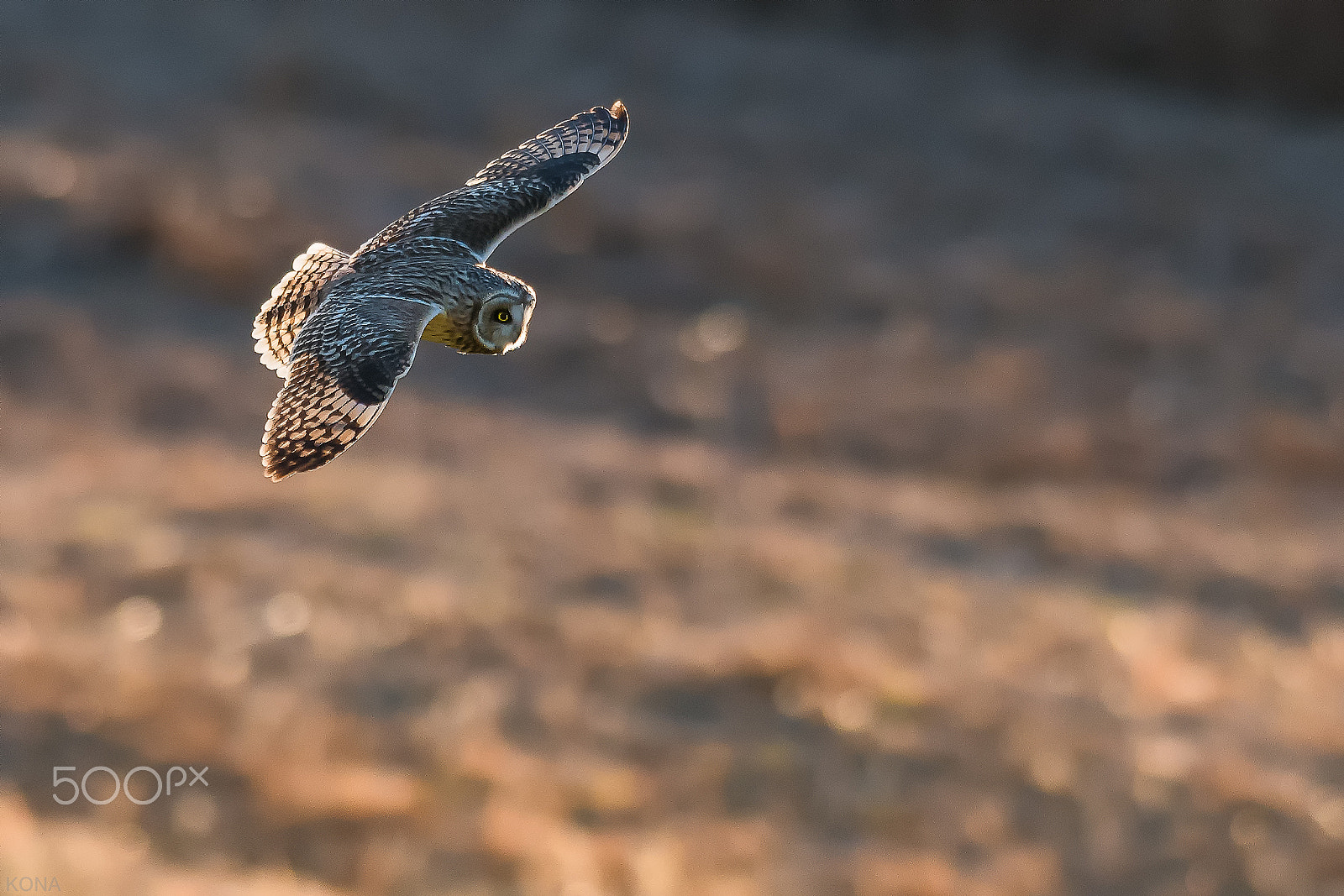 Nikon AF-S Nikkor 400mm F2.8G ED VR II sample photo. 　　こみみ　　32703812403.jpg photography