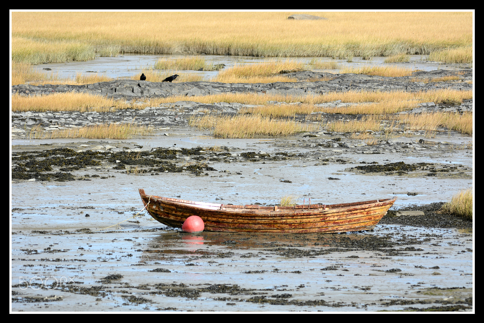 Sigma 150-500mm F5-6.3 DG OS HSM sample photo. Pending photography