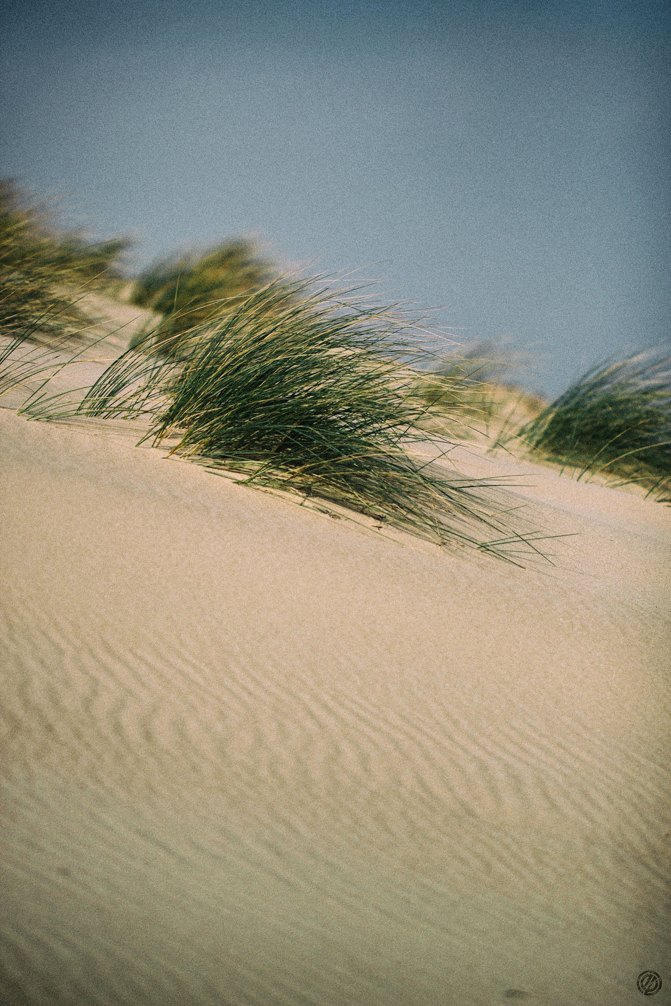 Canon EF 100mm F2.8L Macro IS USM sample photo. Sand photography