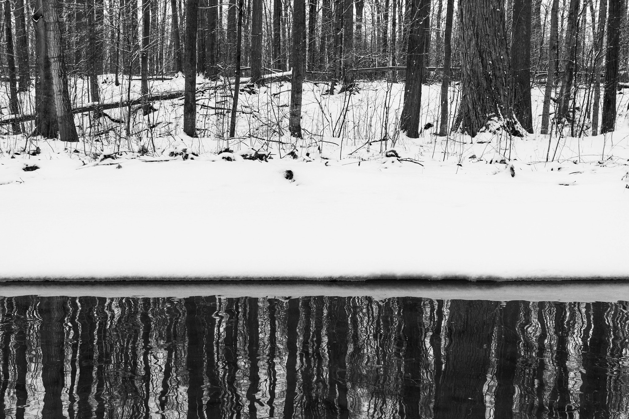 Canon EF-S 24mm F2.8 STM sample photo. A walk in the forest along the creek photography
