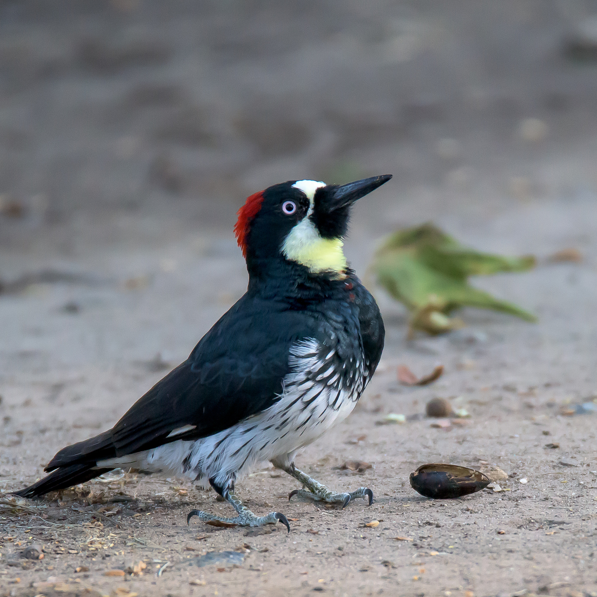 Nikon D810 sample photo. Acorn woodpecker photography