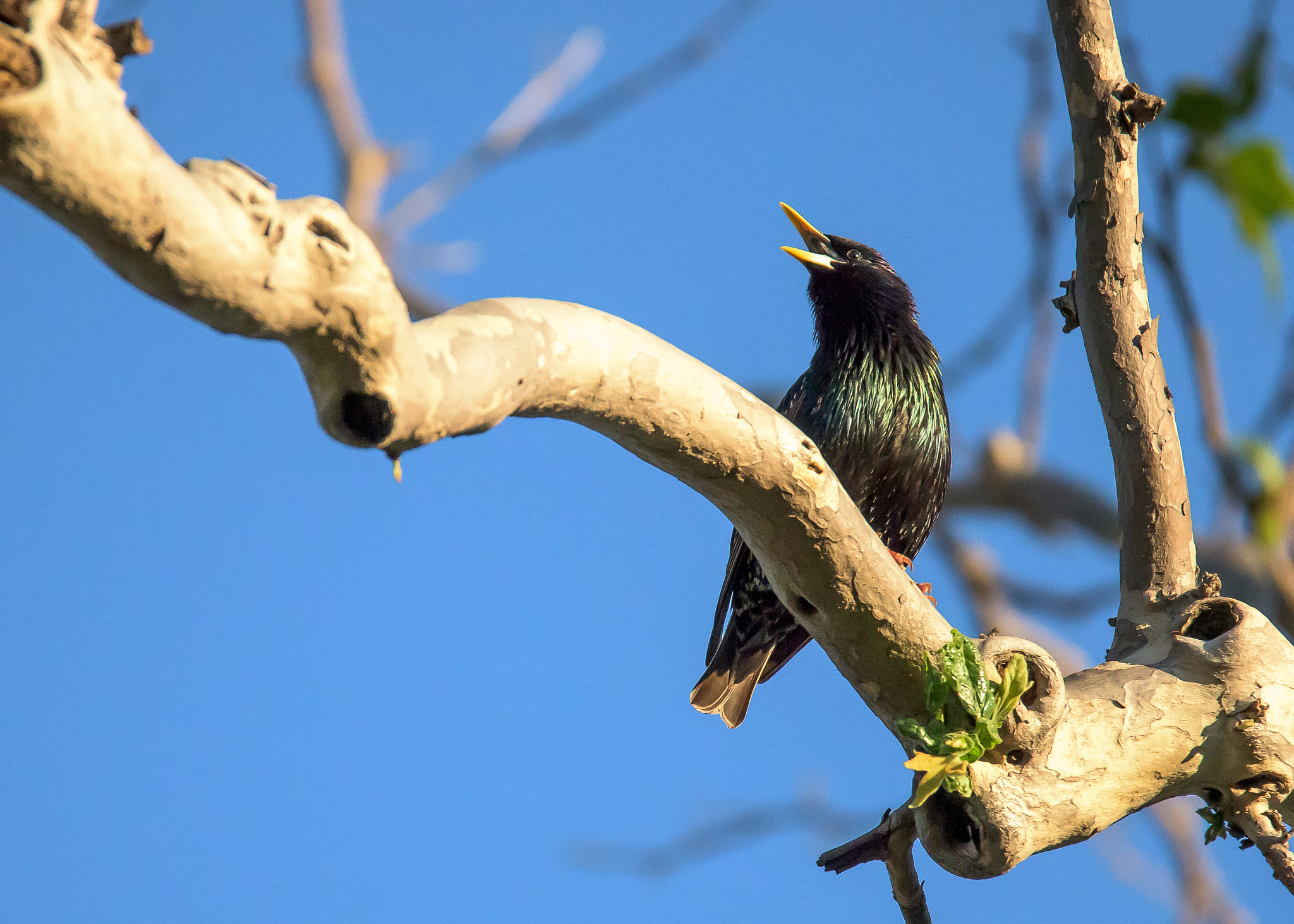 Nikon D810 sample photo. European starling photography