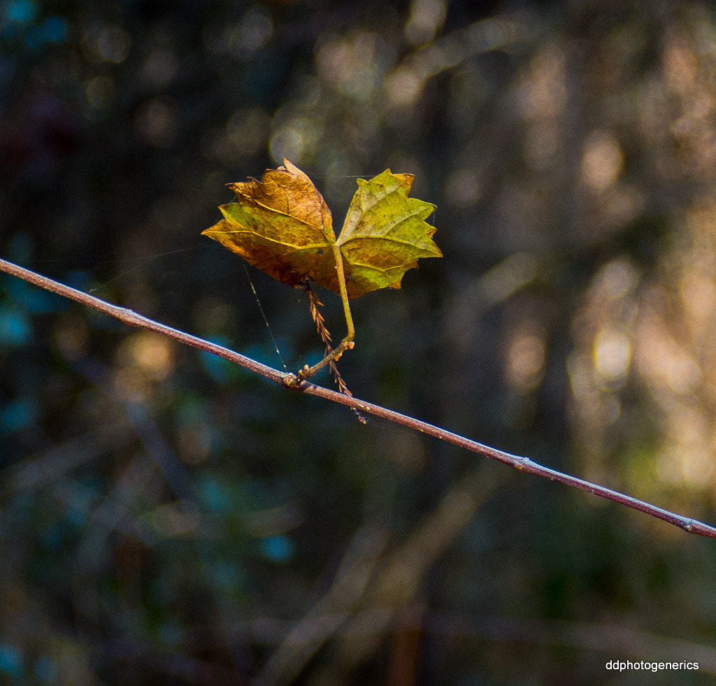 Olympus OM-D E-M10 II sample photo. Lift a leaf... photography