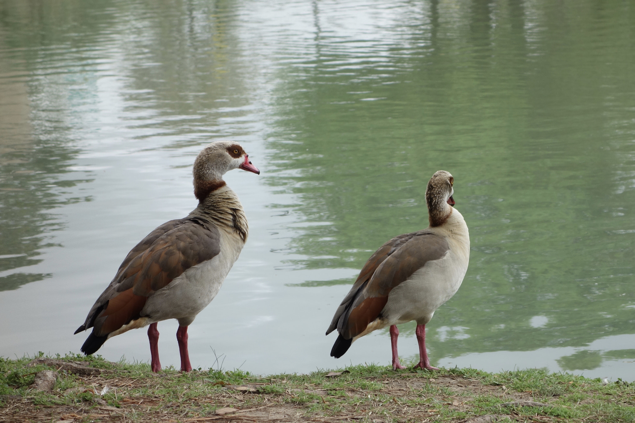 Sony Cyber-shot DSC-RX100 + Sony 28-100mm F1.8-4.9 sample photo. Two ducks at suburban pond photography