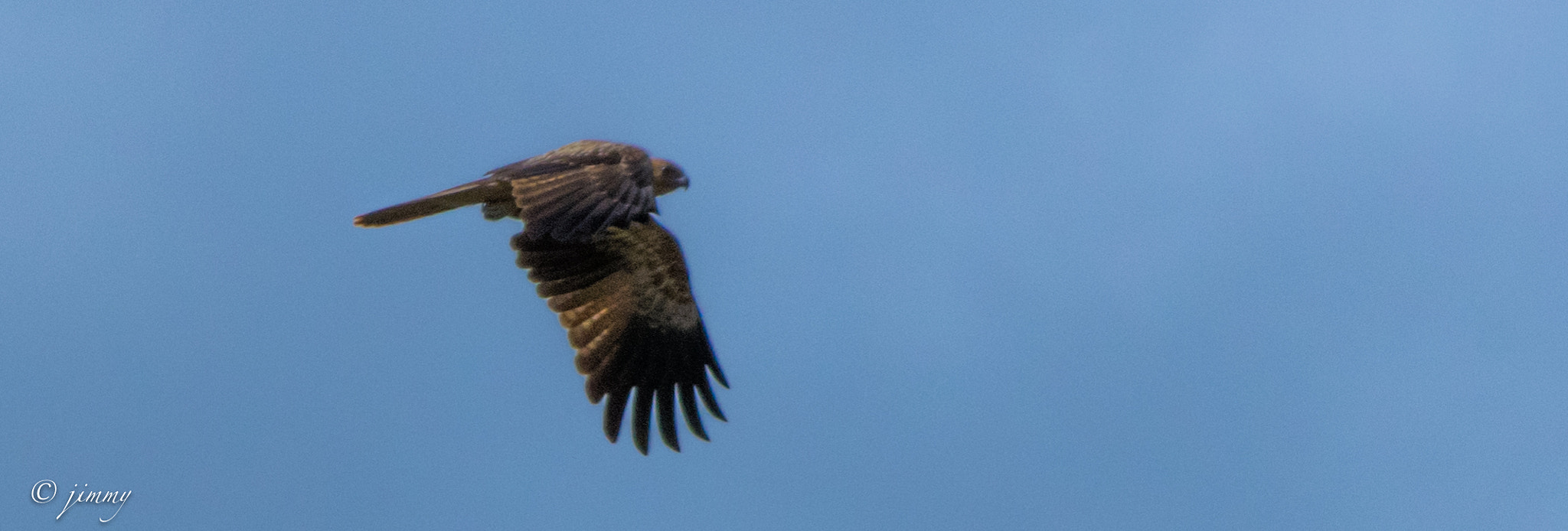 HD Pentax DA 55-300mm F4.0-5.8 ED WR sample photo. Balbuzard nouvelle calédonie photography