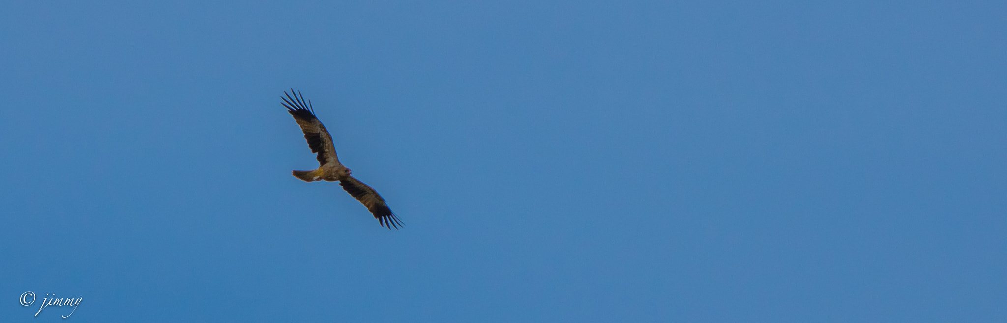 HD Pentax DA 55-300mm F4.0-5.8 ED WR sample photo. Balbuzard nouvelle calédonie photography