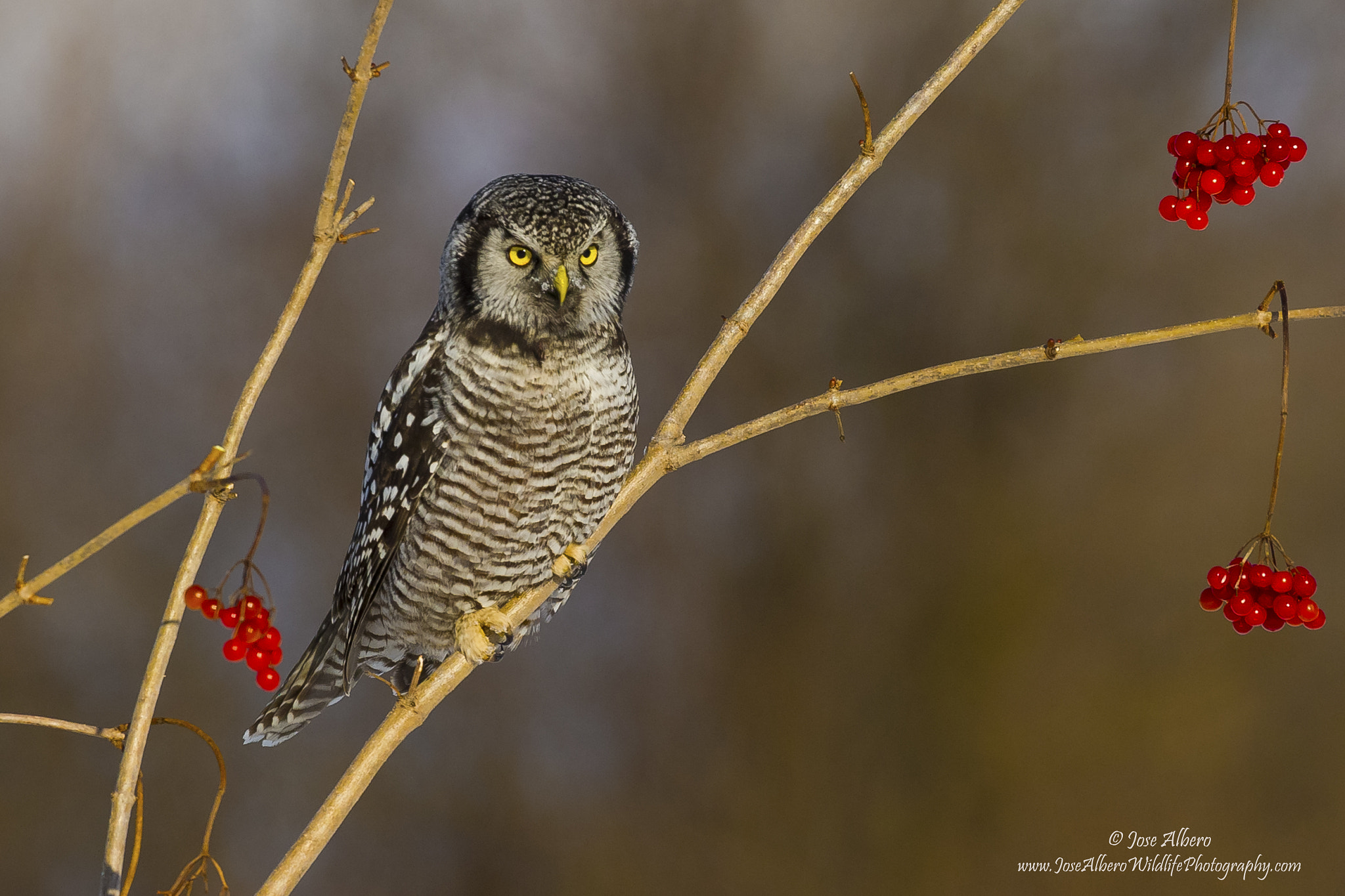 Nikon AF-S Nikkor 500mm F4D ED-IF II sample photo. Northern hawk owl photography