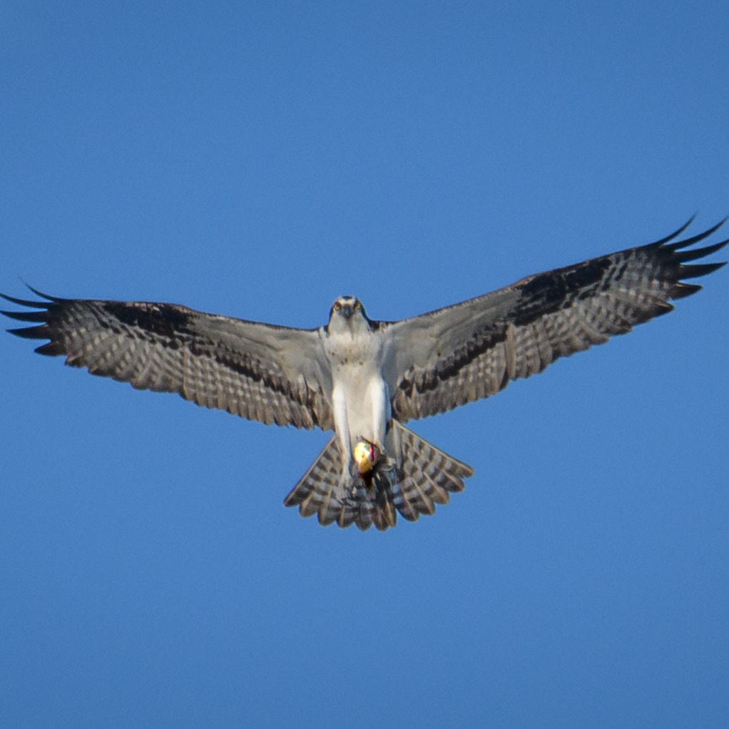 Nikon D500 + Sigma 50mm F2.8 EX DG Macro sample photo. Osprey photography