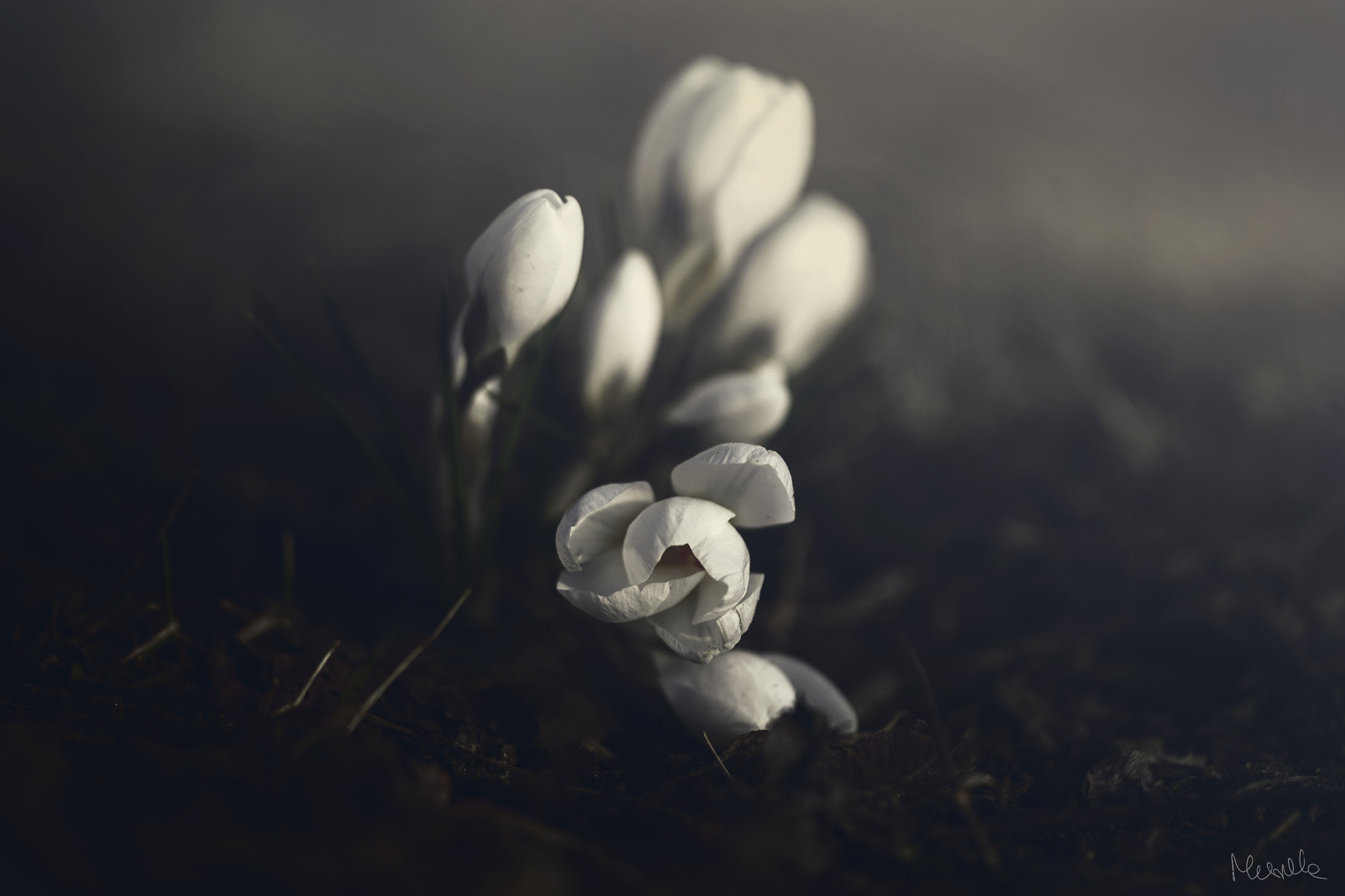 Sigma APO Macro 150mm f/2.8 EX DG HSM sample photo. More news from nowhere photography