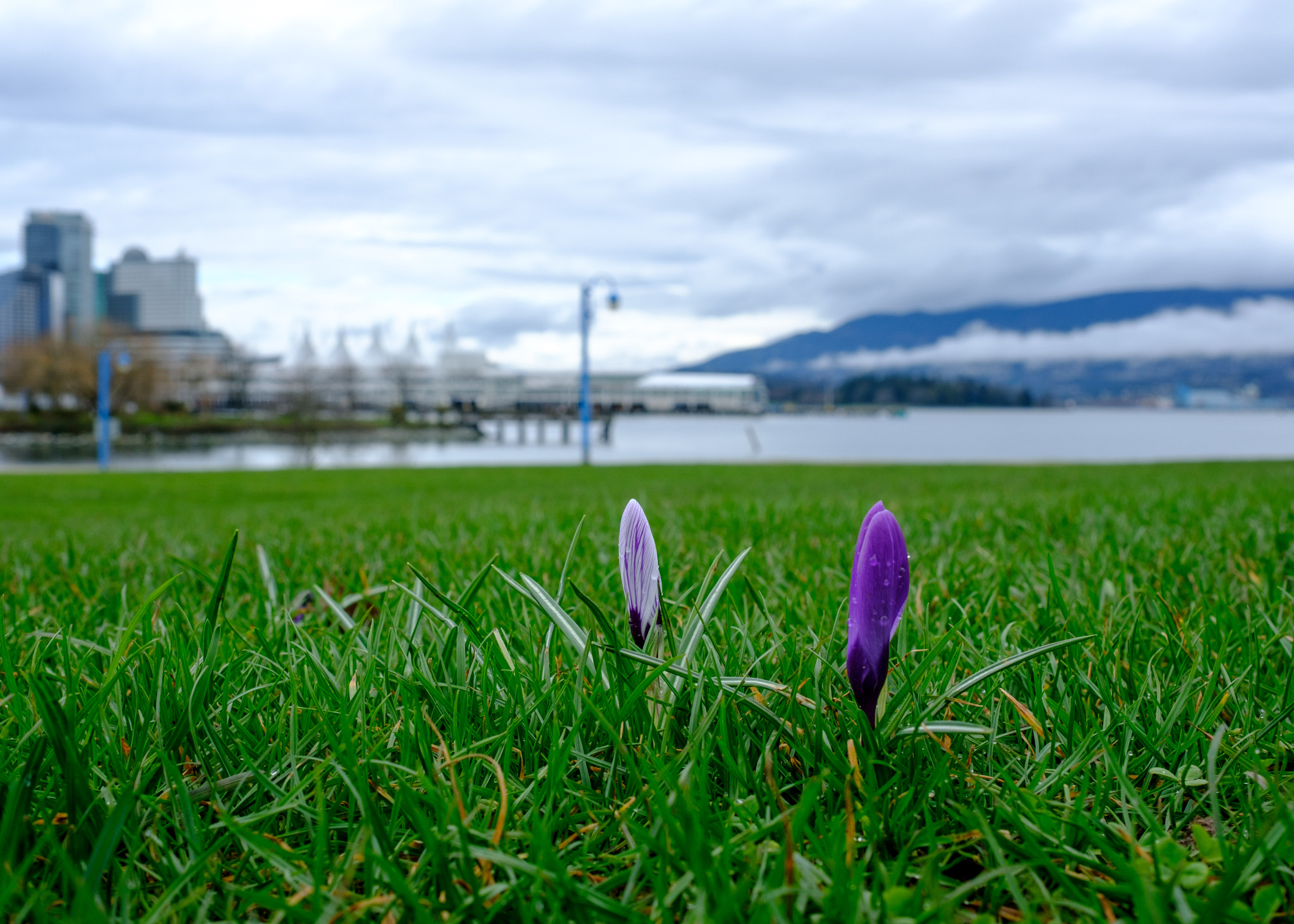 Fujifilm XF 23mm F1.4 R sample photo. A touch of colour photography