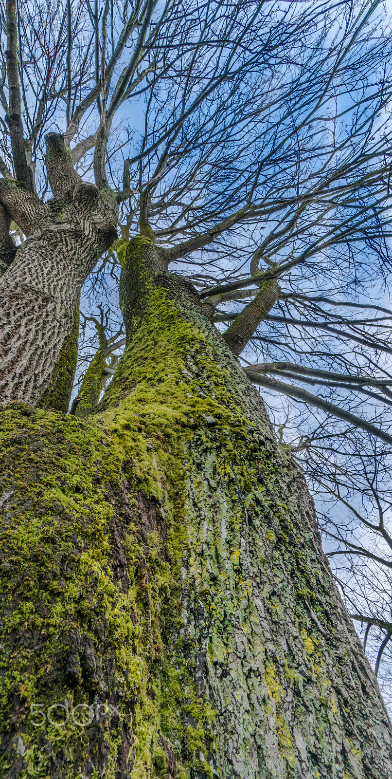 Sony a6300 + Sony E 10-18mm F4 OSS sample photo. Tree with moss photography