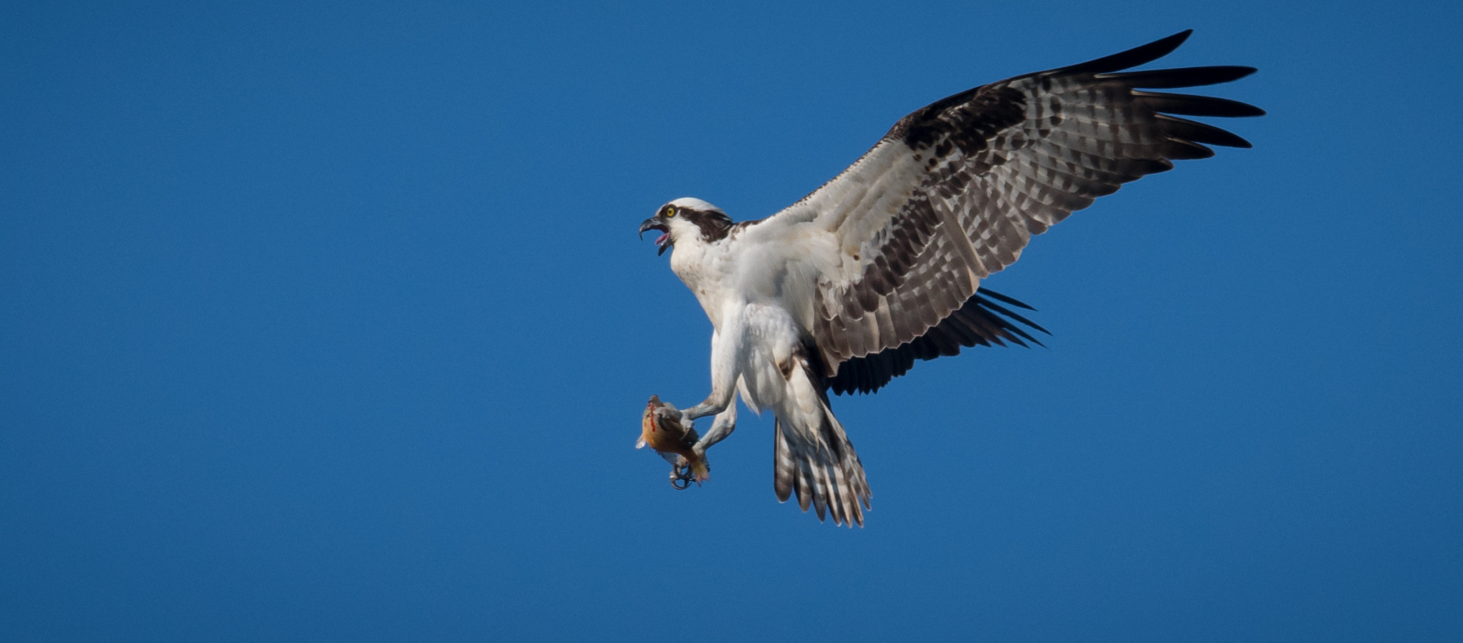 Nikon D500 + Sigma 50mm F2.8 EX DG Macro sample photo. Osprey photography