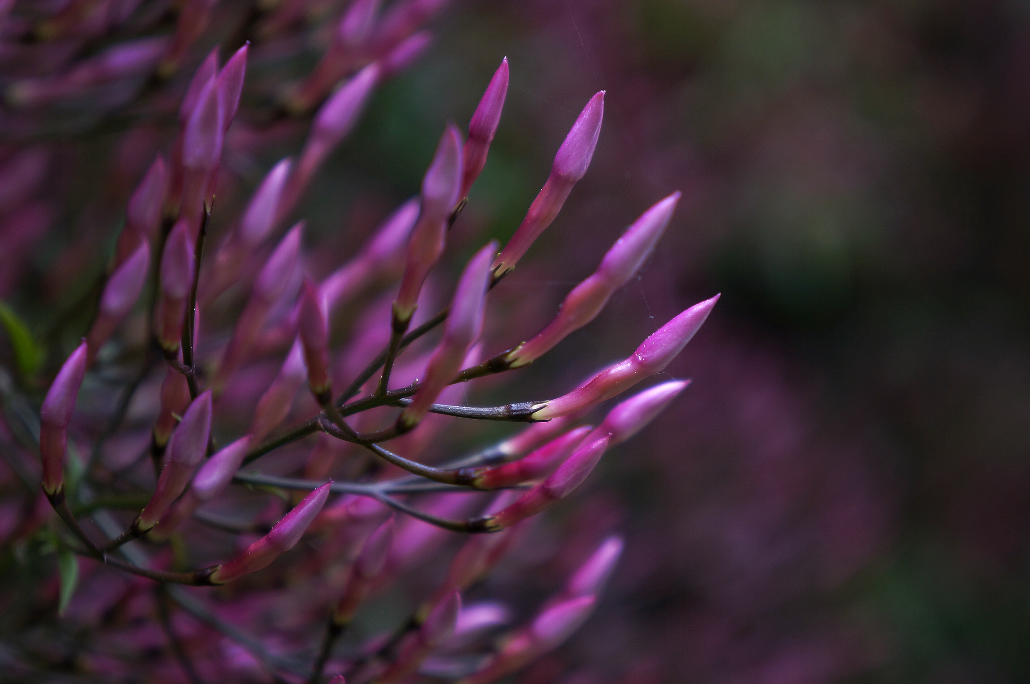 Sony E 18-55mm F3.5-5.6 OSS sample photo. Close-up. photography