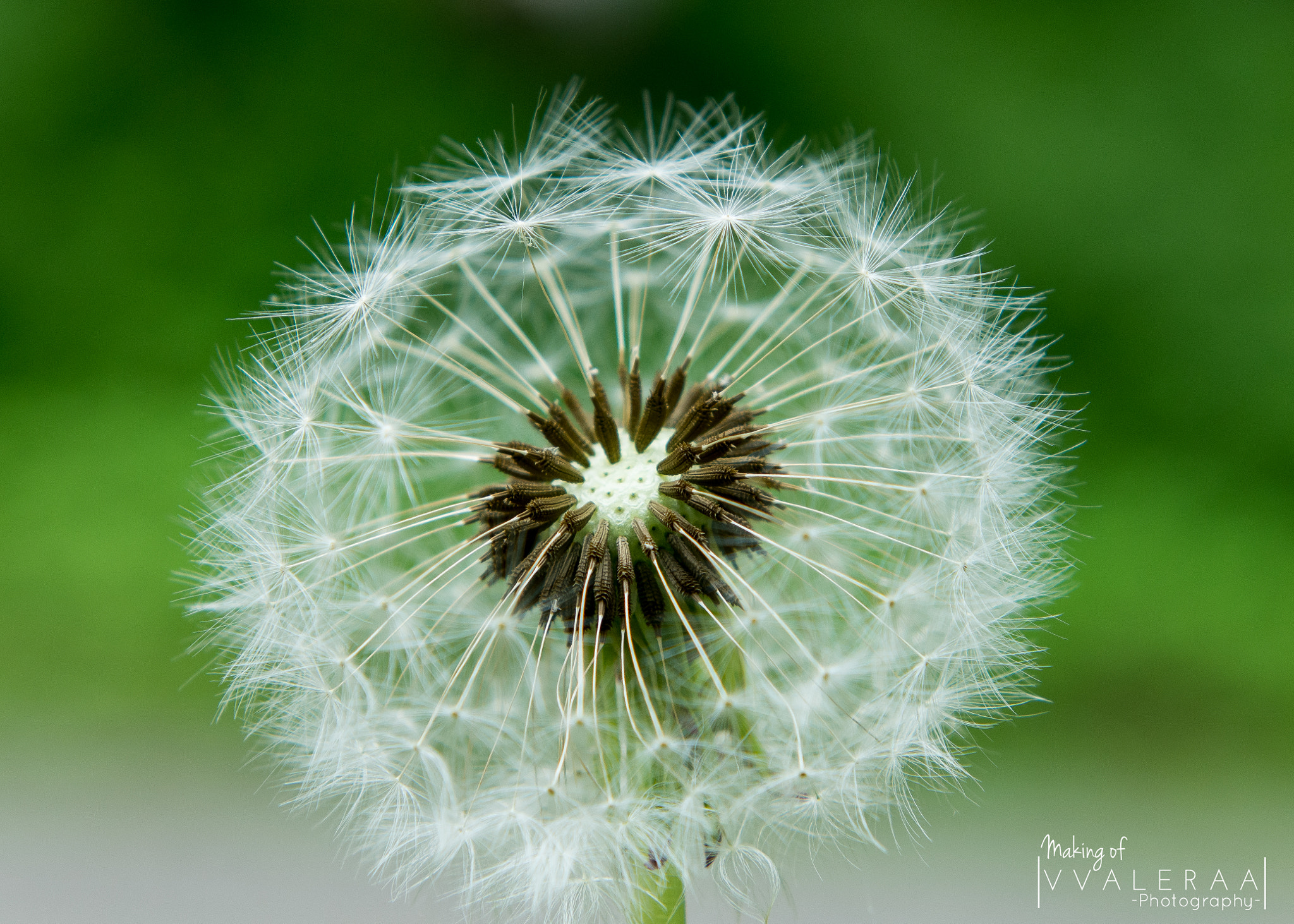 Nikon AF-S Nikkor 24-70mm F2.8G ED sample photo. Dandelion photography