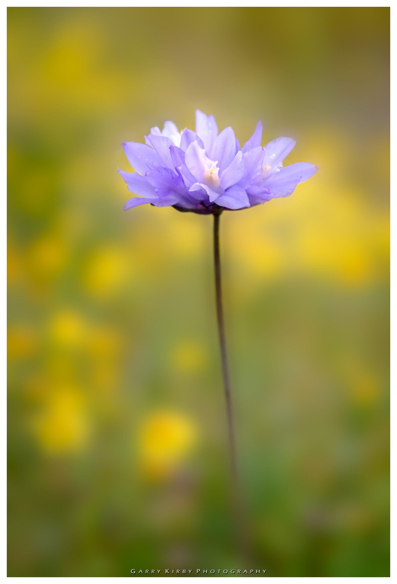 Nikon D7100 sample photo. Lone flower photography