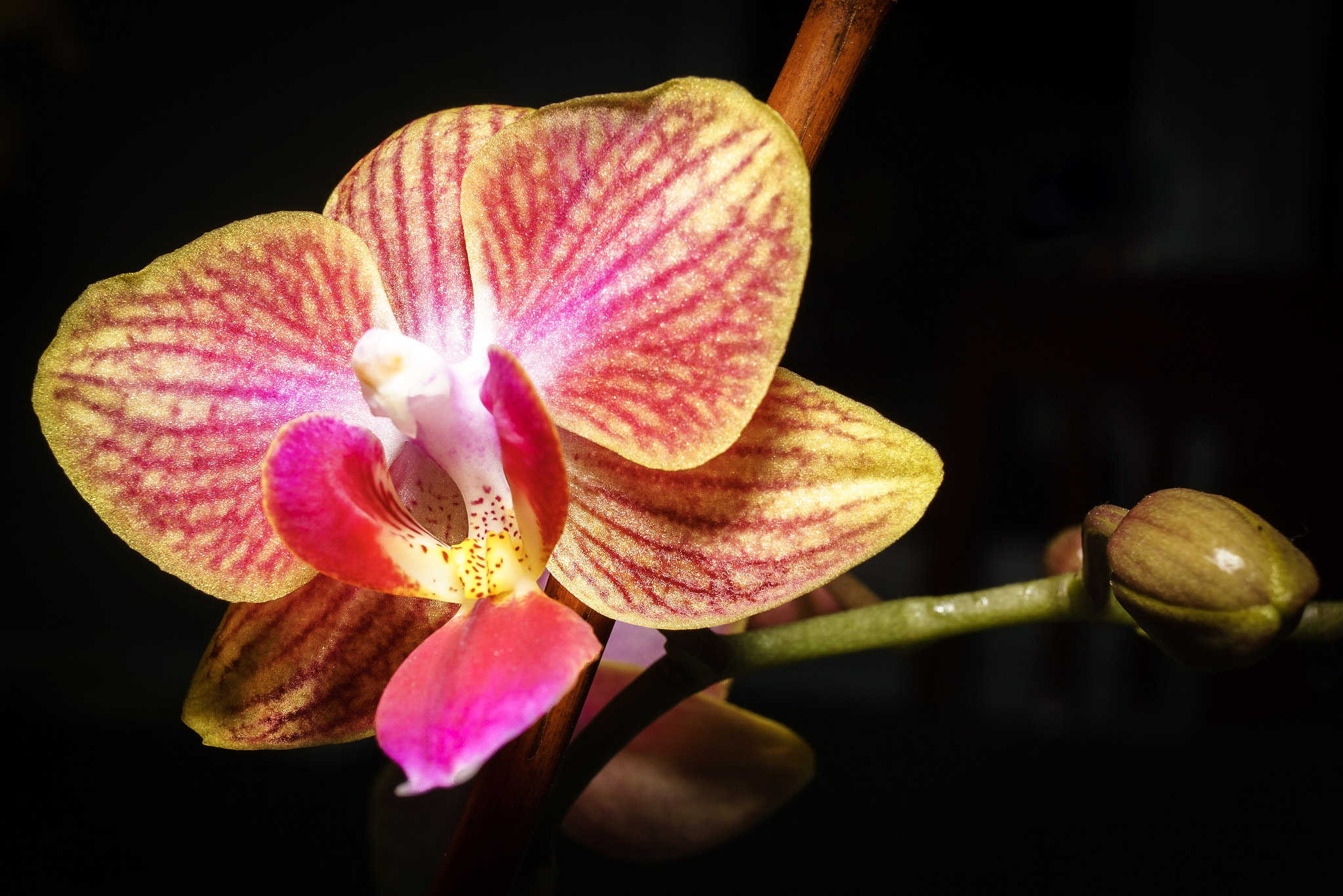 Sony a6000 + Sigma 30mm F2.8 EX DN sample photo. Orchid photography