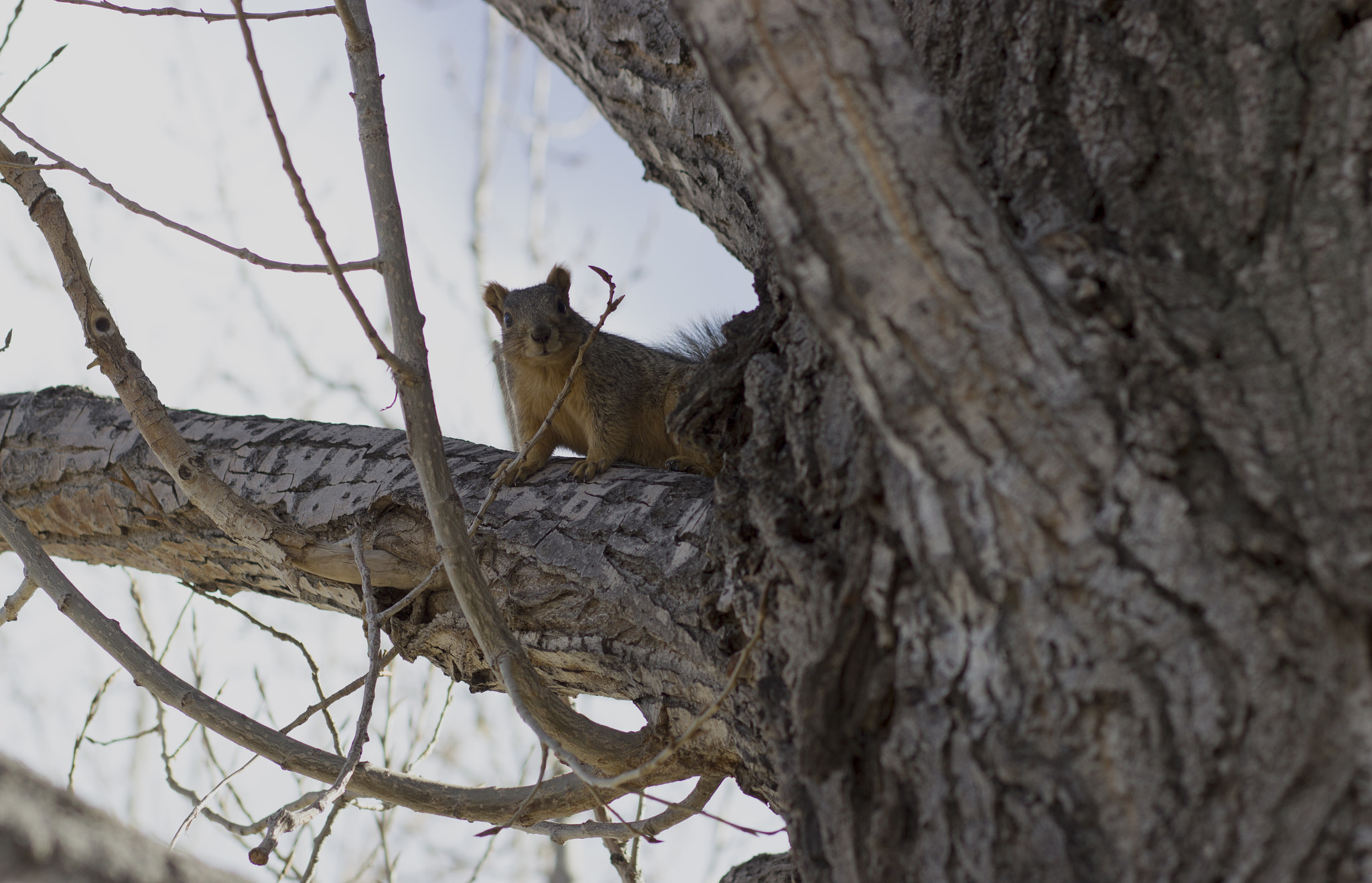 Canon EF 85mm F1.8 USM sample photo. Squirrel photography