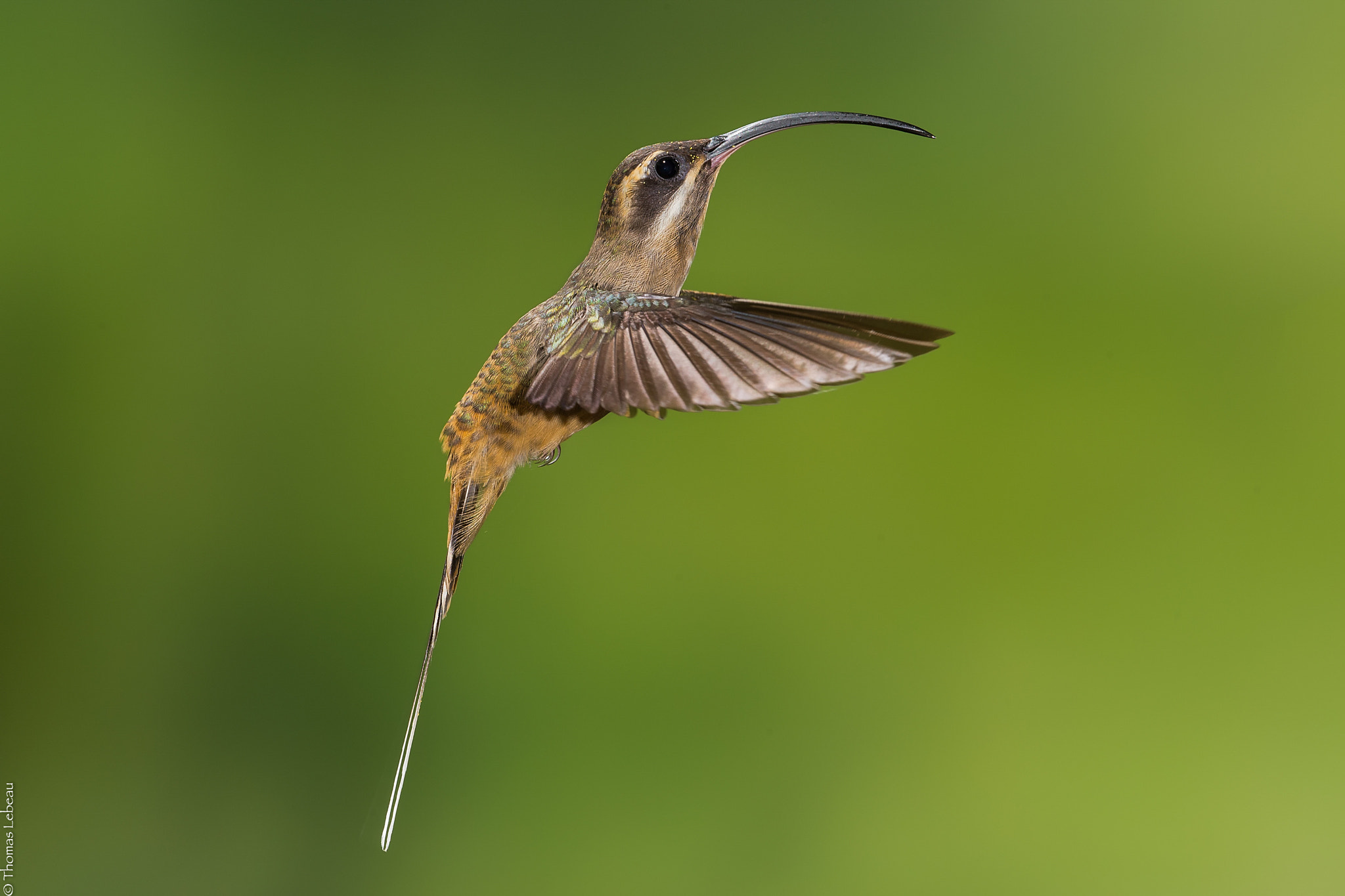 Canon EOS-1D X sample photo. Long-billed hermit photography