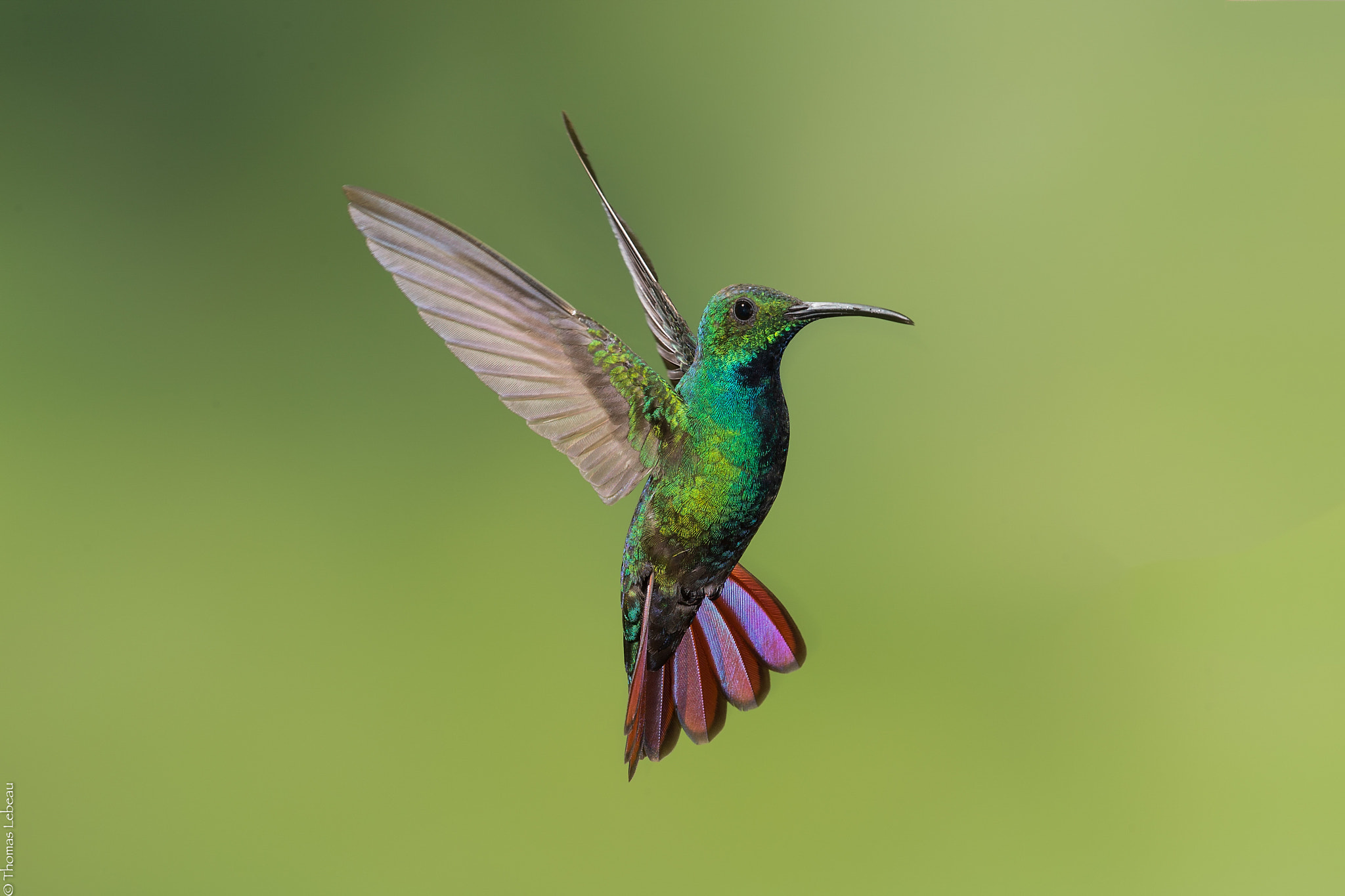 Canon EOS-1D X sample photo. Green-crowned brilliant photography