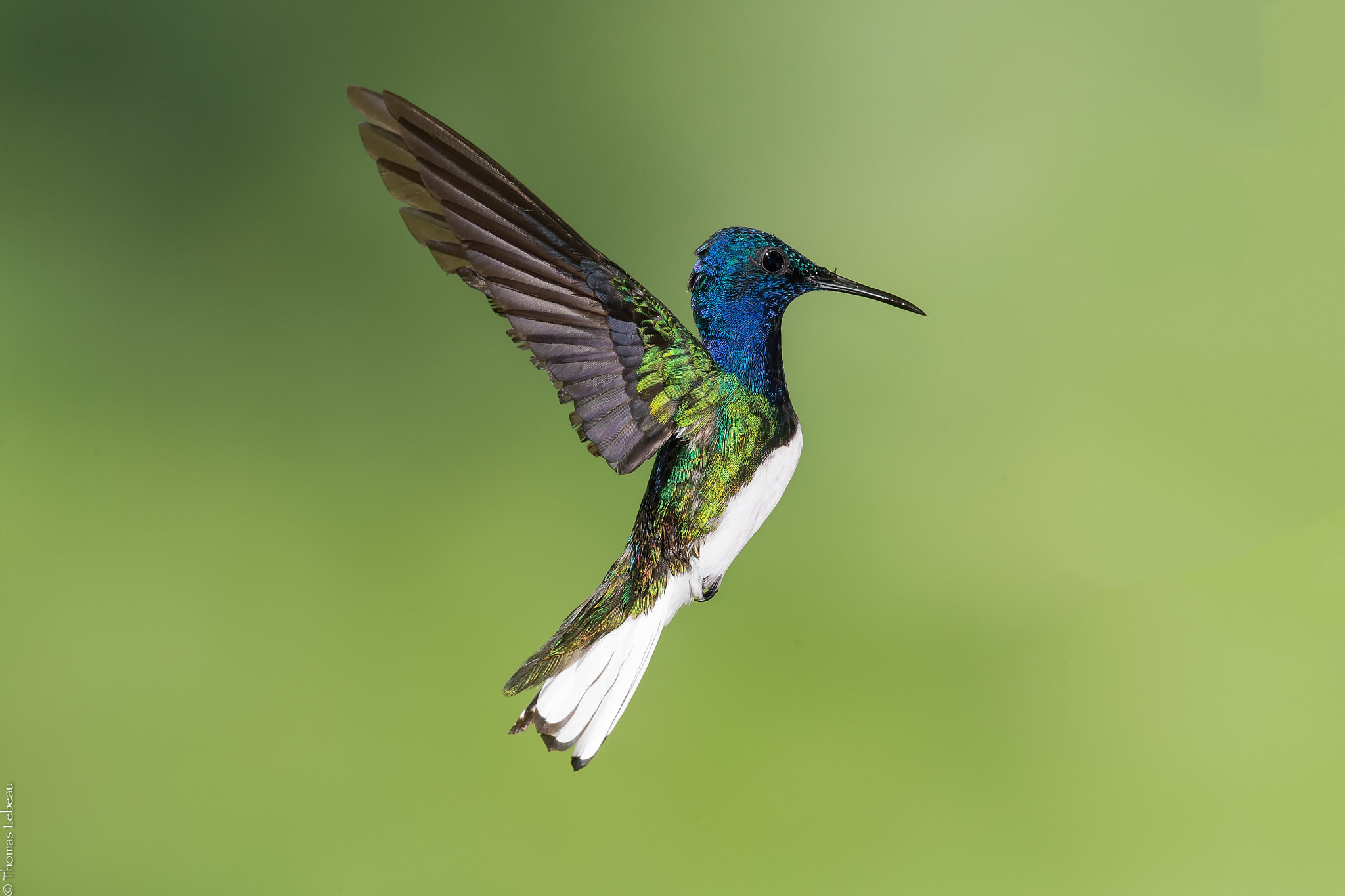 Canon EOS-1D X sample photo. White-necked jacobin photography