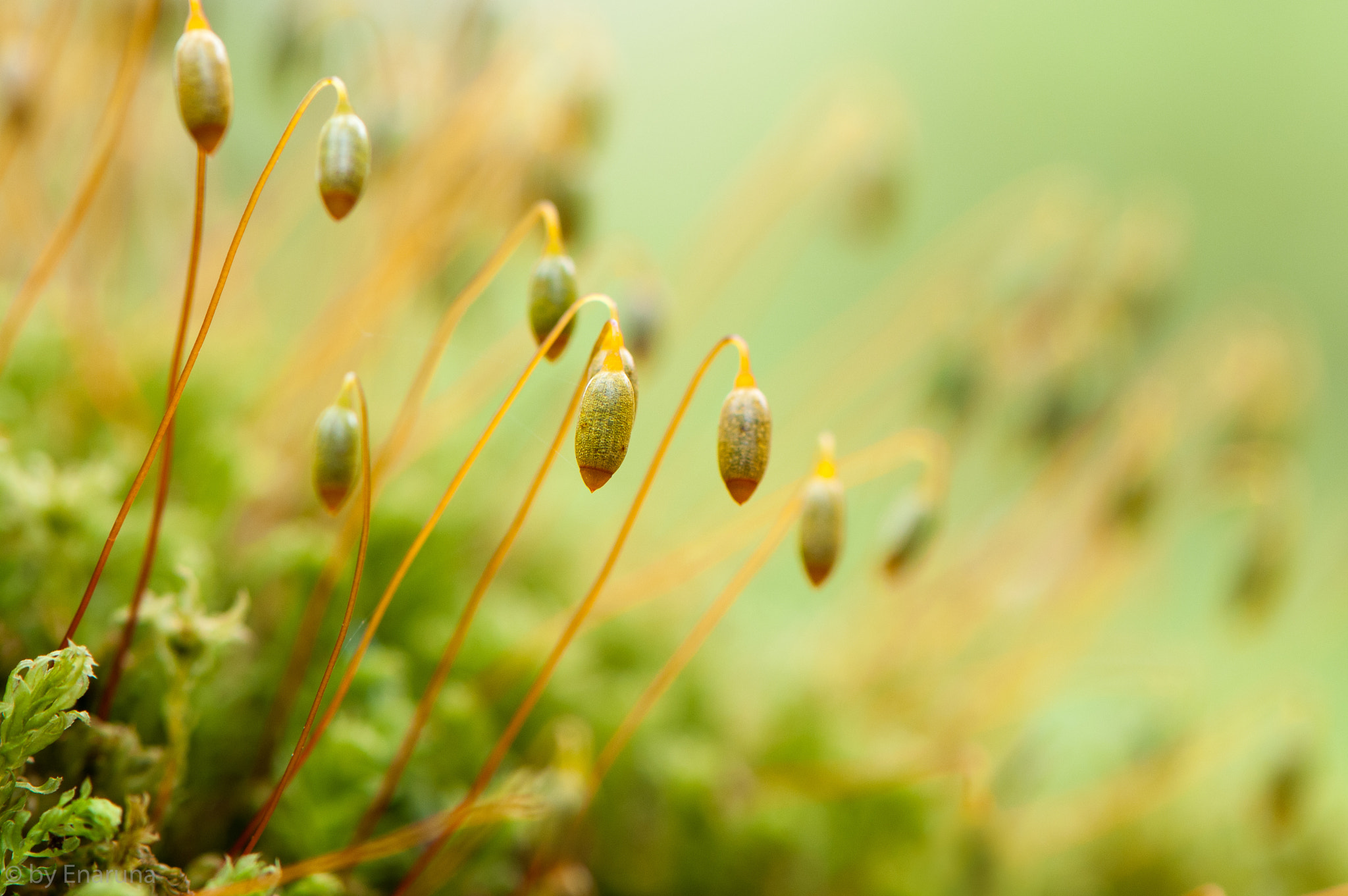 Nikon AF-S Micro-Nikkor 105mm F2.8G IF-ED VR sample photo. Moss photography