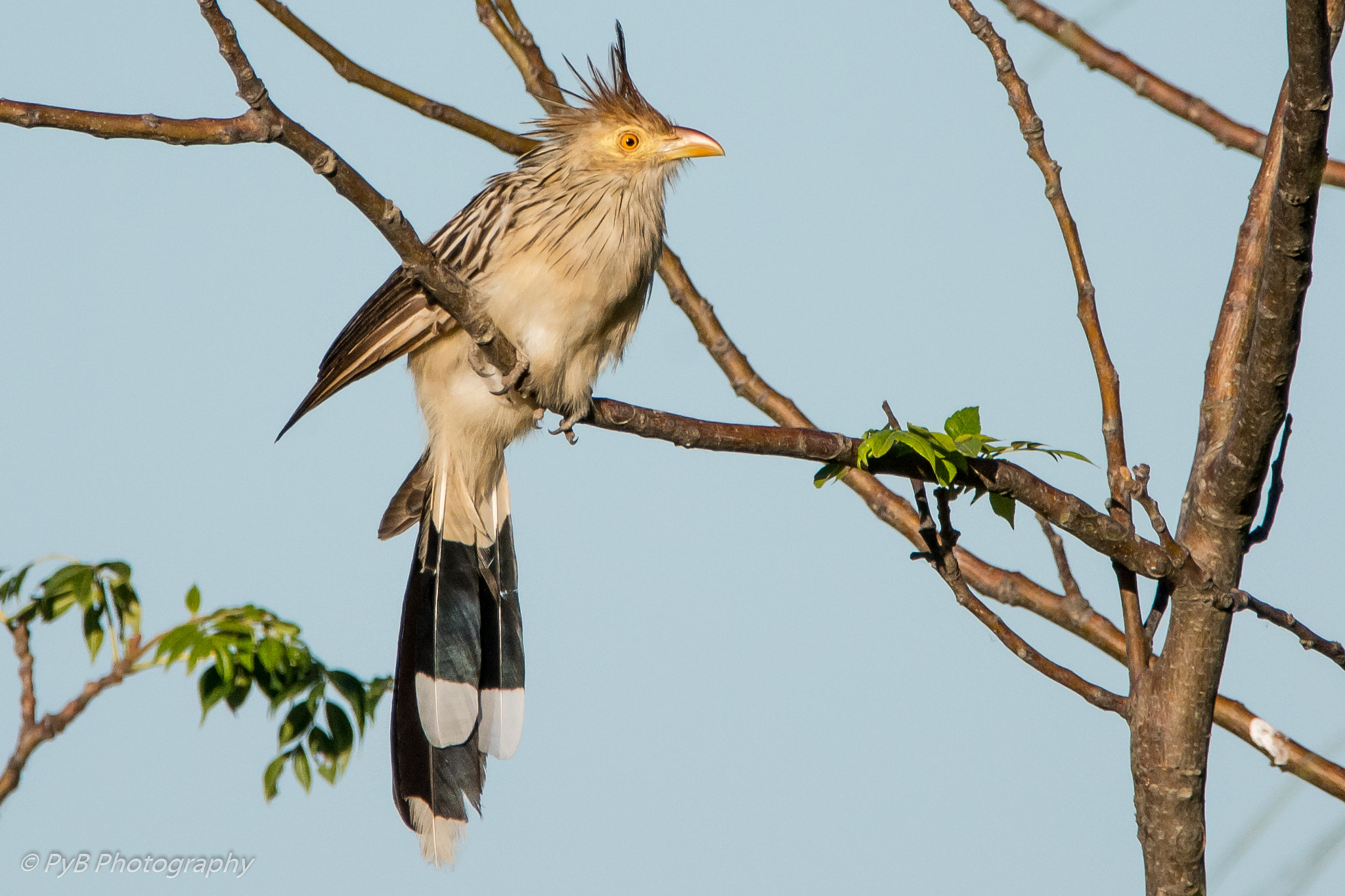 Sigma 150-600mm F5-6.3 DG OS HSM | C sample photo. Pirincho photography