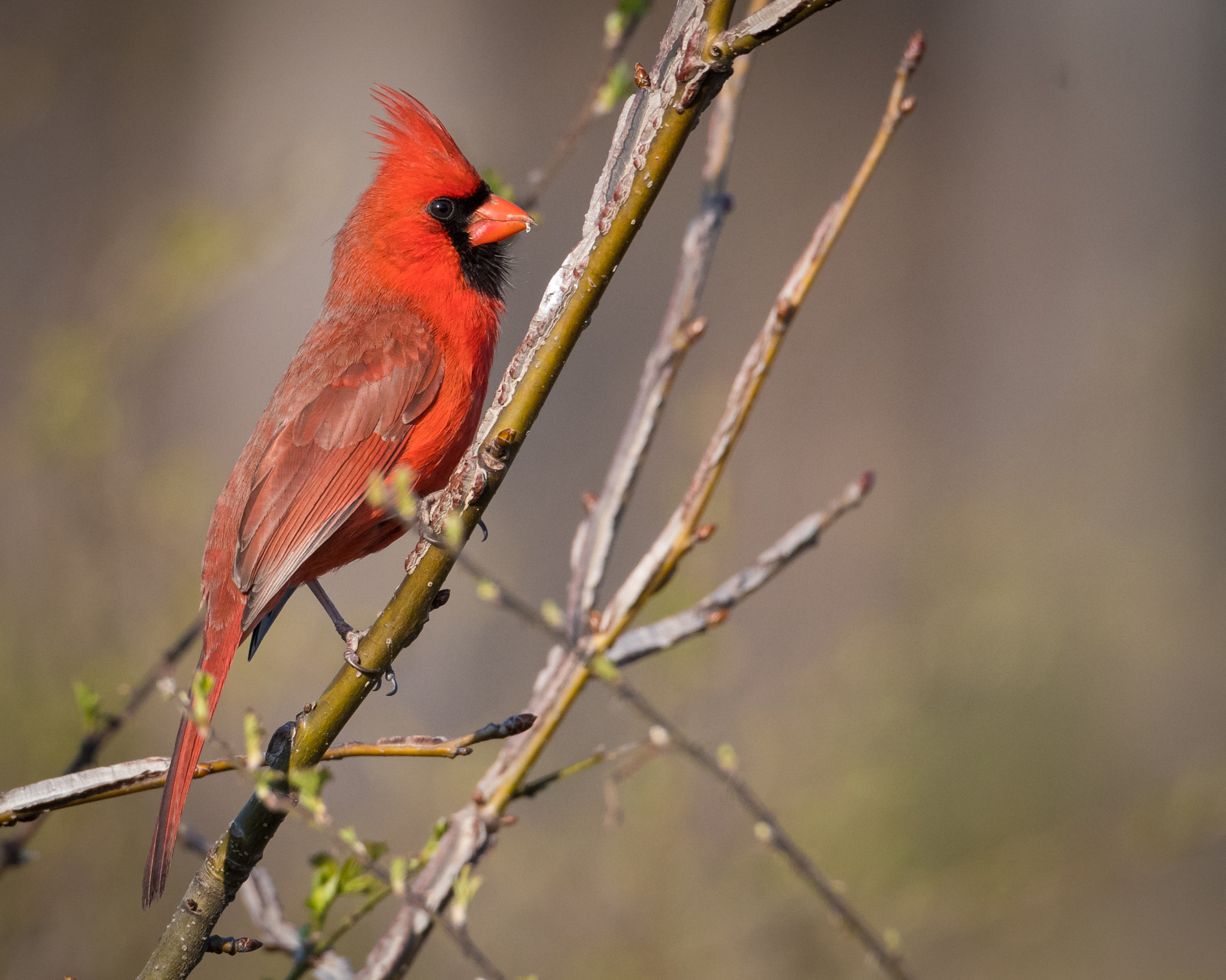 Nikon D500 + Sigma 50mm F2.8 EX DG Macro sample photo. Northern cardinal photography