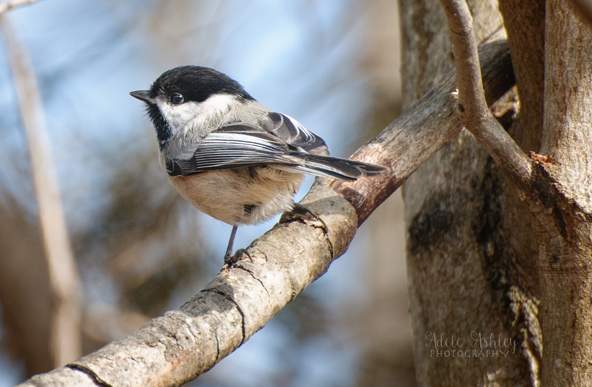Nikon D300 sample photo. Cute little chicadee photography