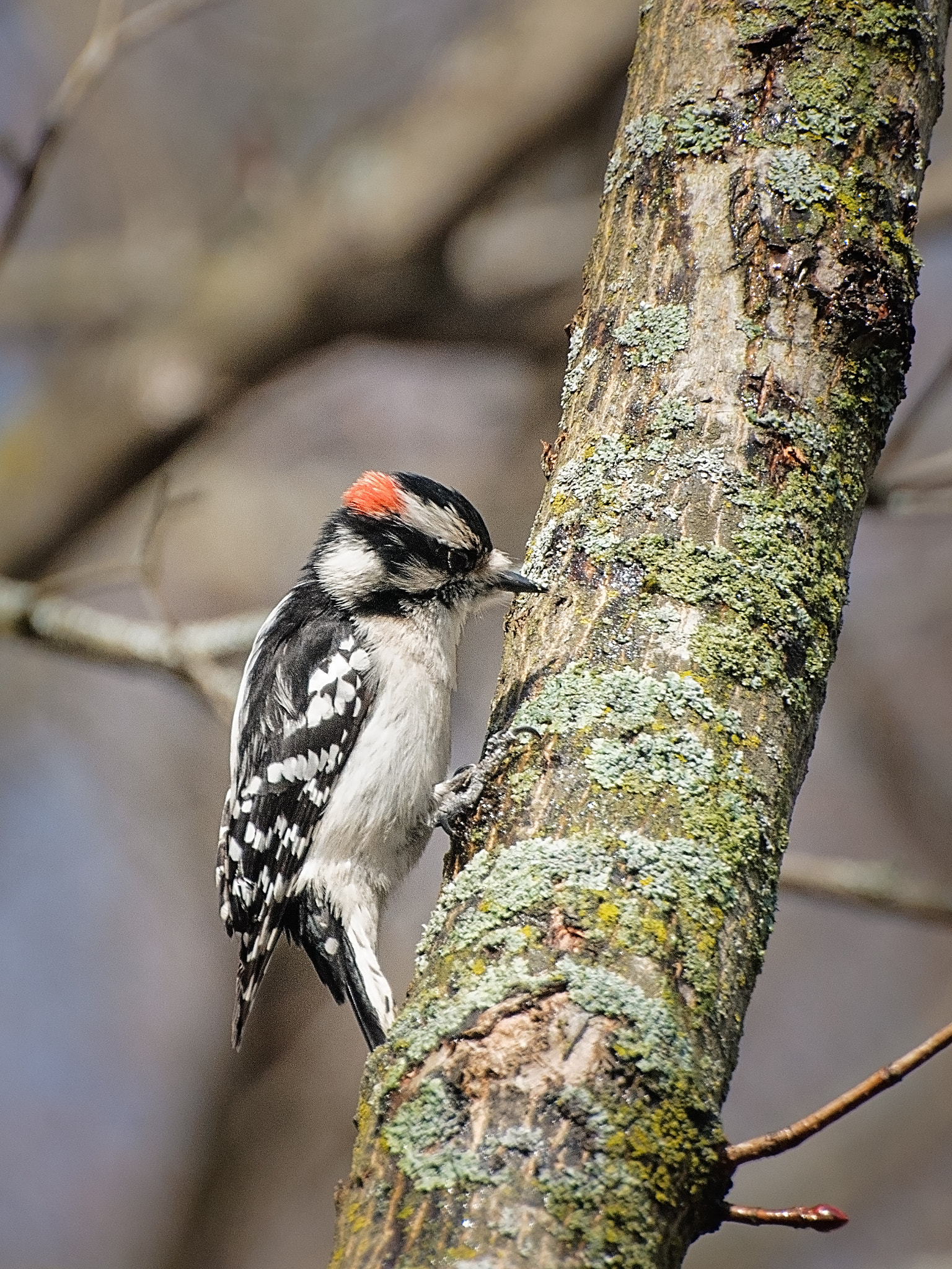 Nikon D300 sample photo. Woody woodpecker photography