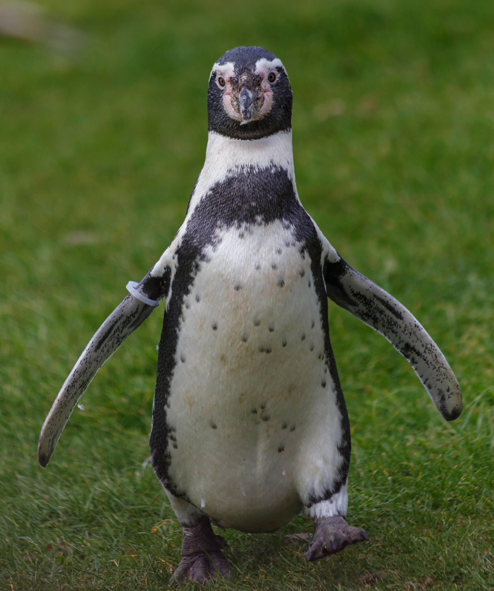 Canon EF 70-300mm F4-5.6 IS USM sample photo. 2016-10-08 - iesw2016 - welsh mountain zoo - humboldt penguin 00 photography