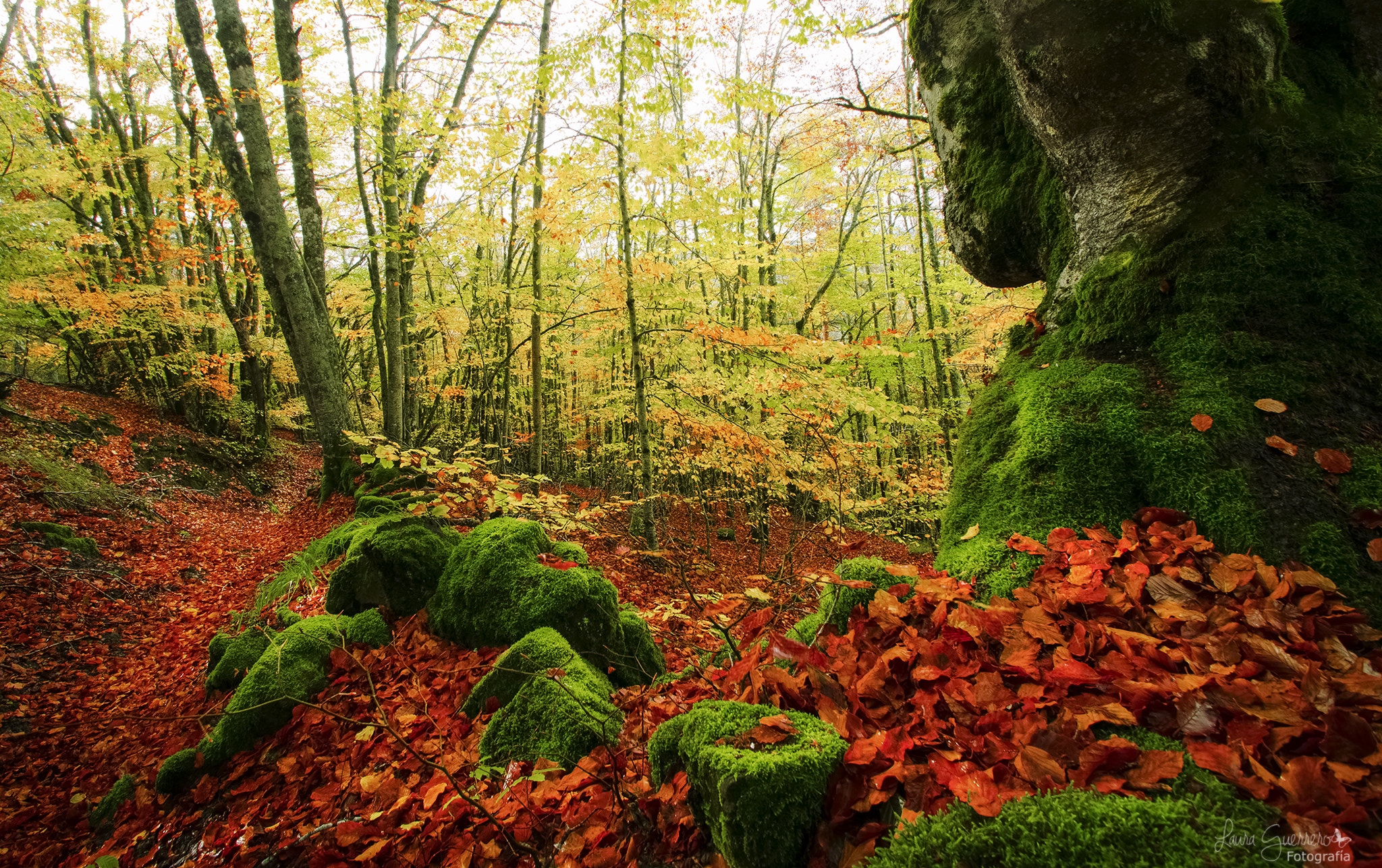 Nikon D5100 + Tamron SP AF 10-24mm F3.5-4.5 Di II LD Aspherical (IF) sample photo. Otoño photography