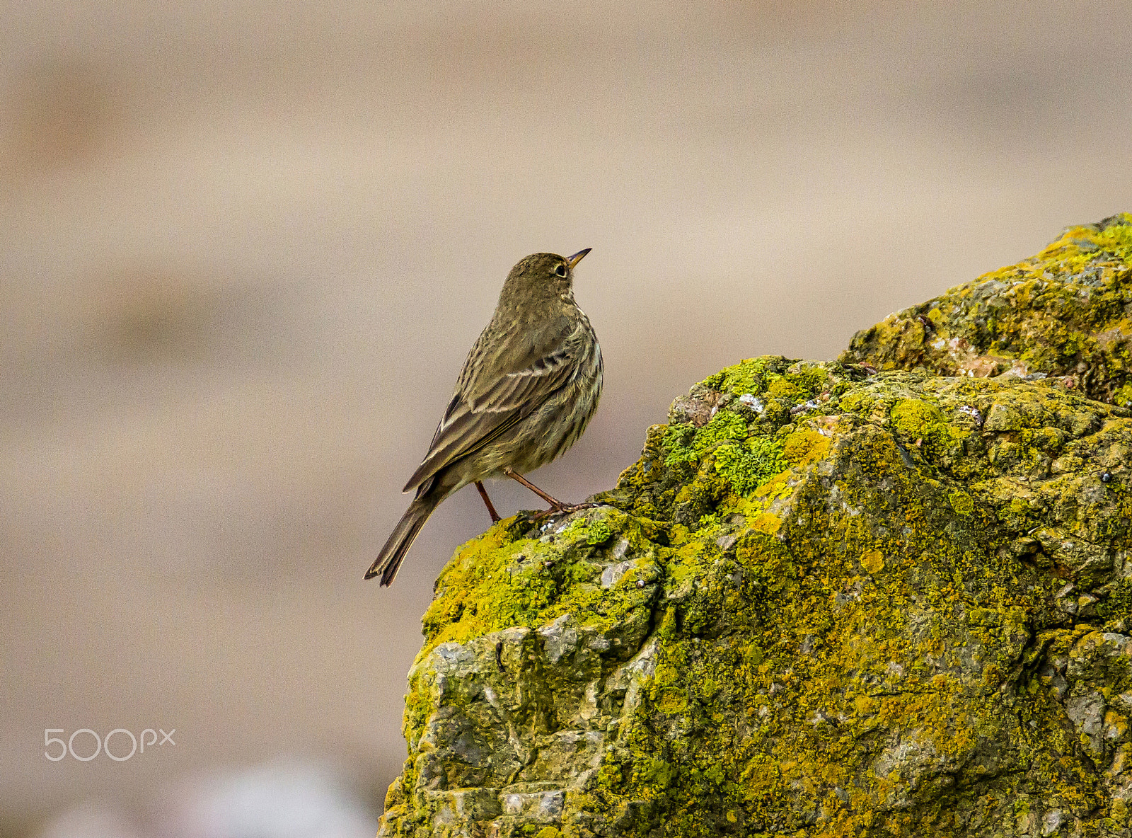 Canon EOS 7D sample photo. Rock pipit photography