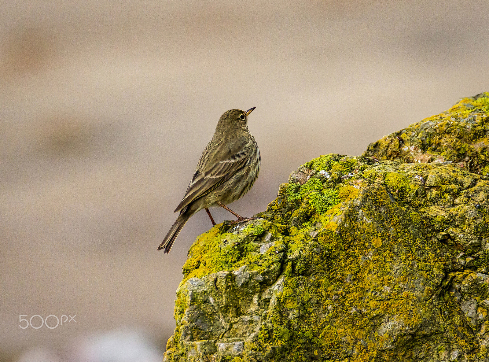 Tamron SP 150-600mm F5-6.3 Di VC USD sample photo. Rock pipit photography