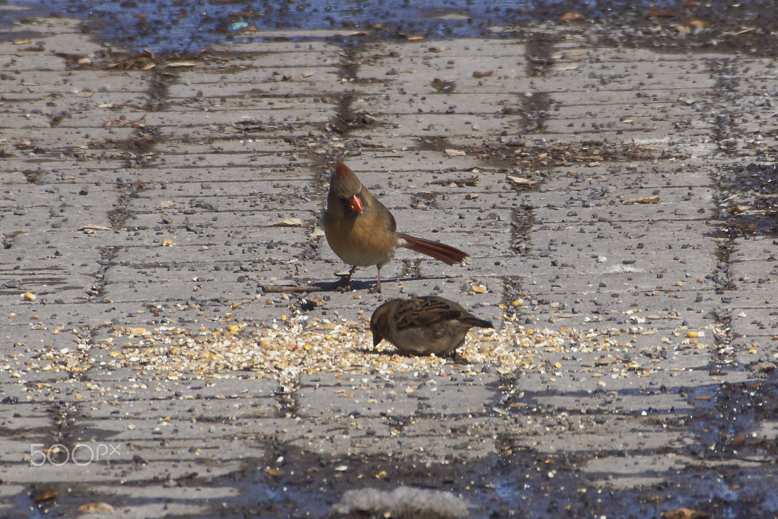 Sony SLT-A65 (SLT-A65V) + DT 18-270mm F3.5-6.3 SSM sample photo. Cardinal & moineau photography