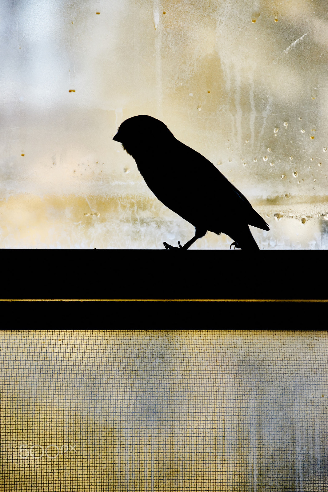 Sony SLT-A65 (SLT-A65V) + DT 18-270mm F3.5-6.3 SSM sample photo. Canari on the window photography