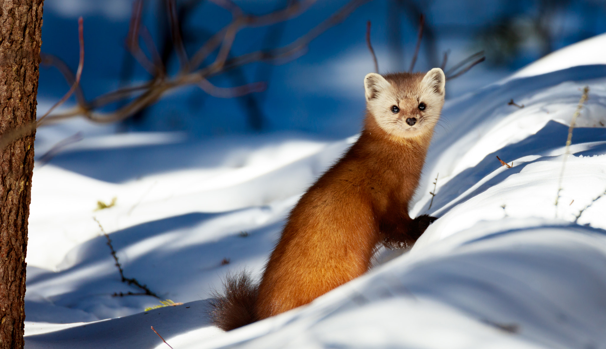 Canon EOS 5DS sample photo. Pine marten searching for food photography