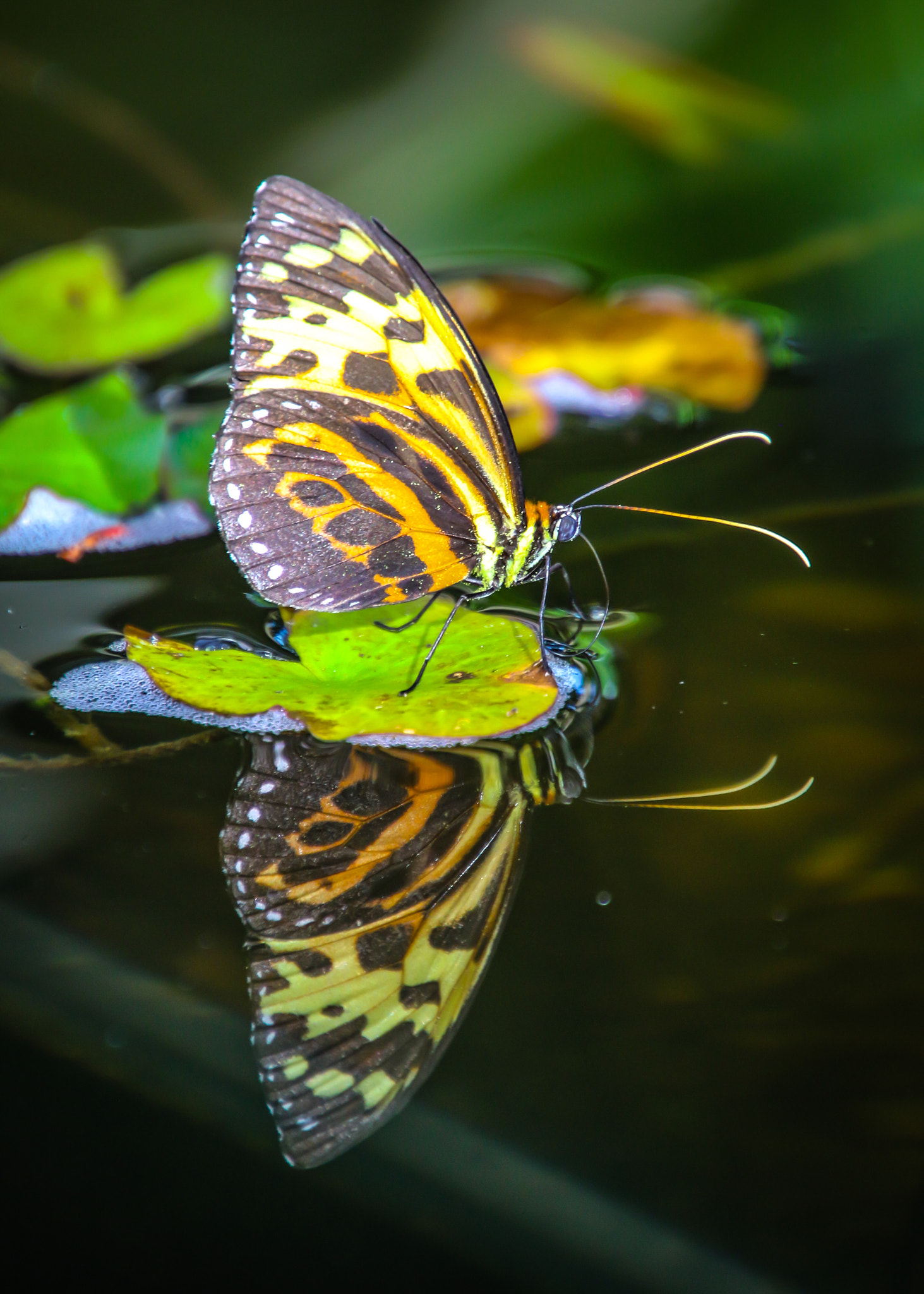 Canon EOS 70D + Tamron 16-300mm F3.5-6.3 Di II VC PZD Macro sample photo. Butterfly reflection photography
