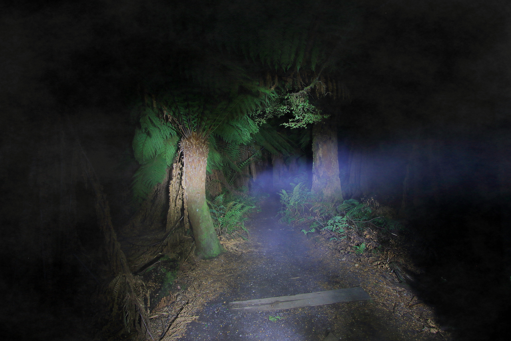 Canon EF-S 10-22mm F3.5-4.5 USM sample photo. If you go out in the woods today photography