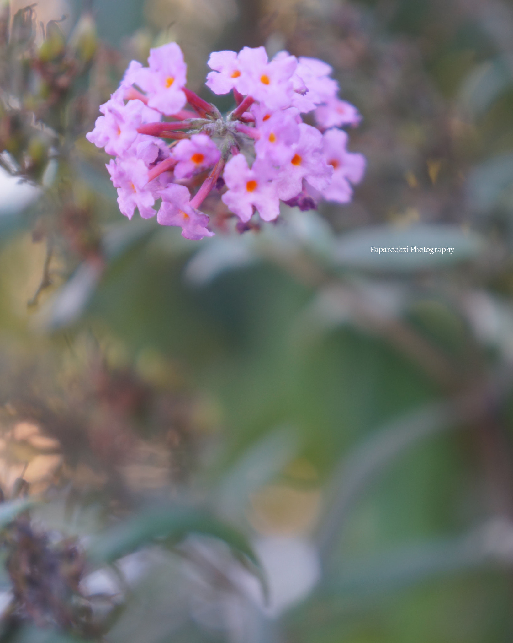 Sony E 18-55mm F3.5-5.6 OSS sample photo. Pm photography