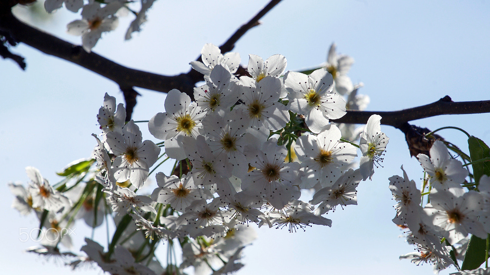 Sony a7S II sample photo. We will write our names in the sky photography