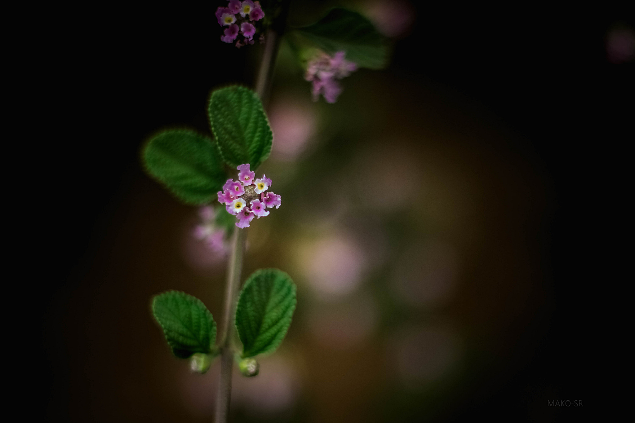 Canon EOS 7D + Canon EF 50mm F1.8 STM sample photo. Pequeña belleza photography