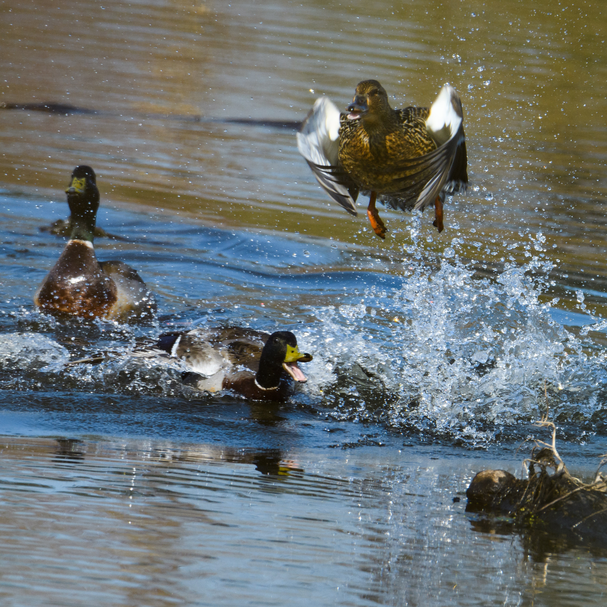 Nikon D500 + Sigma 50mm F2.8 EX DG Macro sample photo. Mallards photography