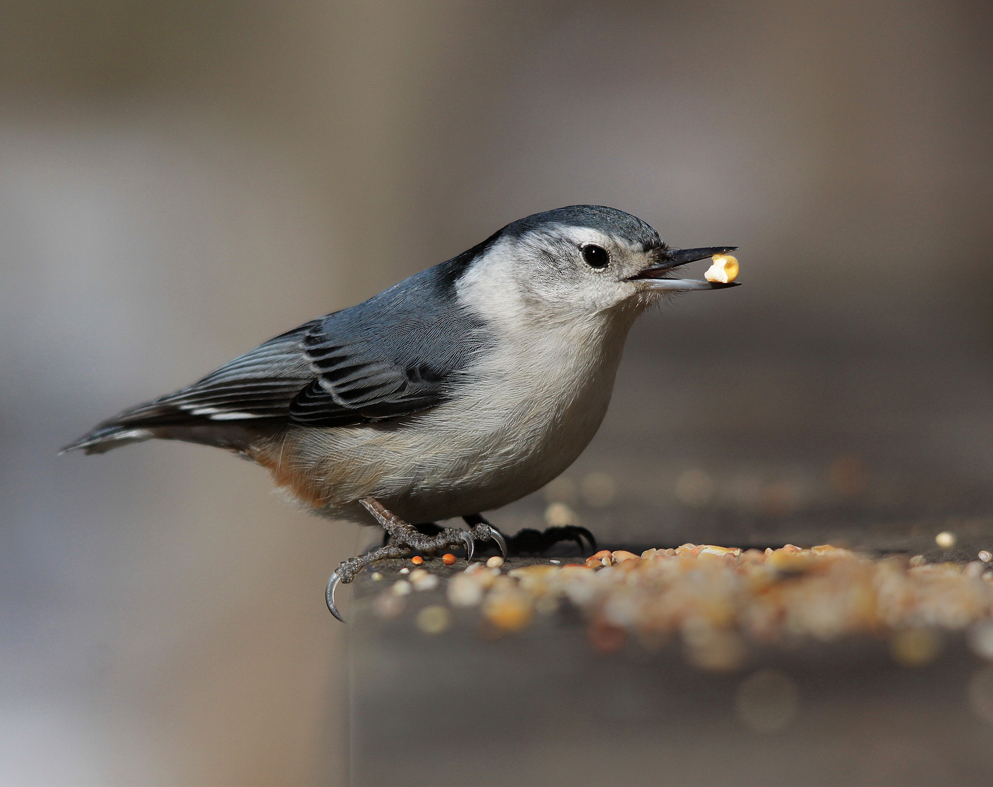 Canon EOS 500D (EOS Rebel T1i / EOS Kiss X3) sample photo. Nuthatch photography