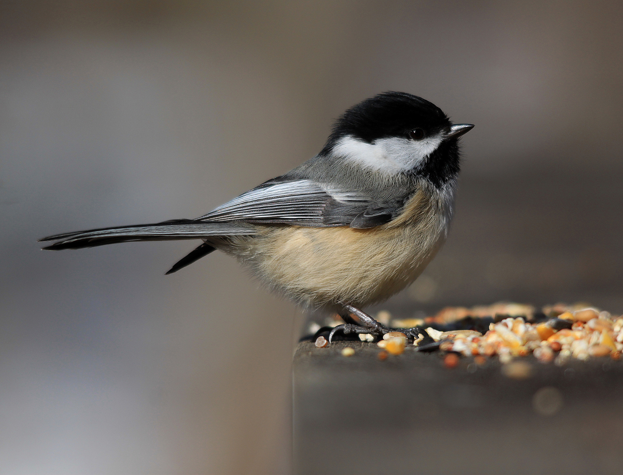 Canon EOS 500D (EOS Rebel T1i / EOS Kiss X3) sample photo. Chickadee photography