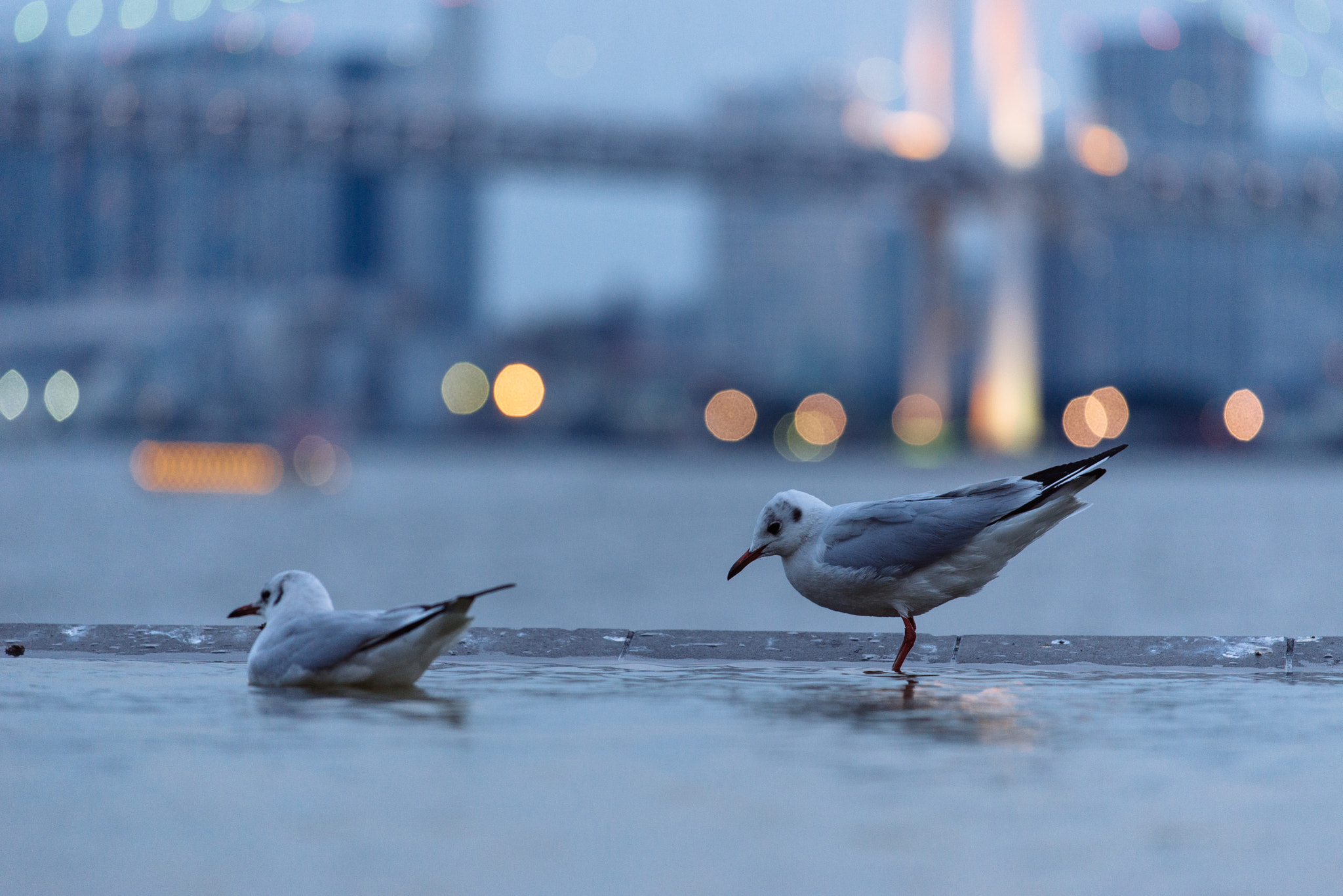 Nikon D610 + Nikon AF-S Nikkor 70-200mm F4G ED VR sample photo. Harumi 1 photography