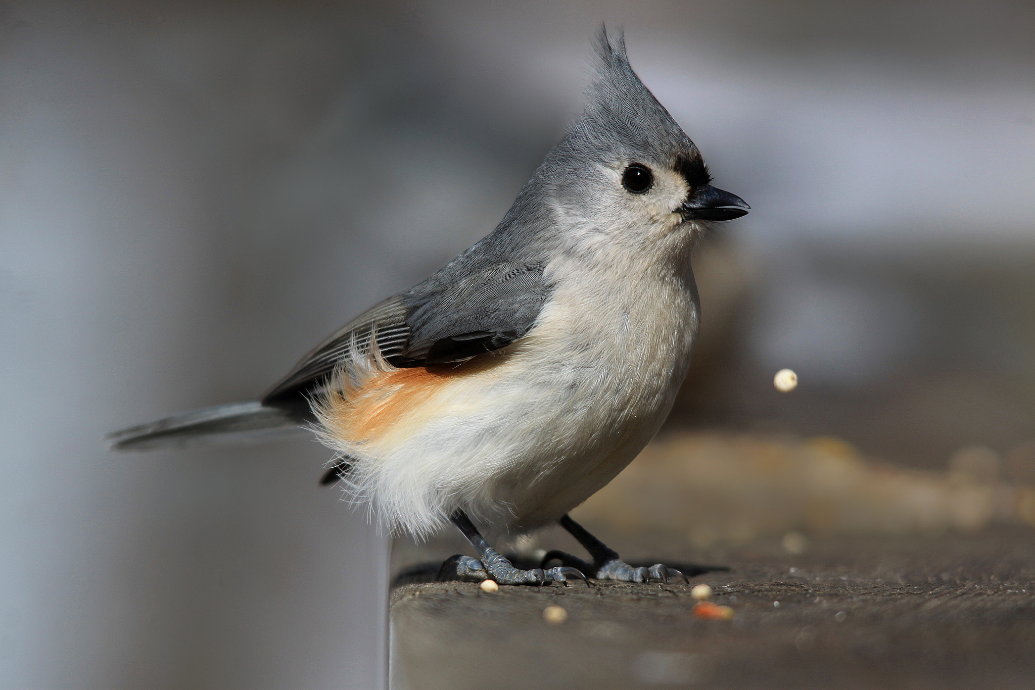 Sigma 150-500mm F5-6.3 DG OS HSM sample photo. Titmouse photography