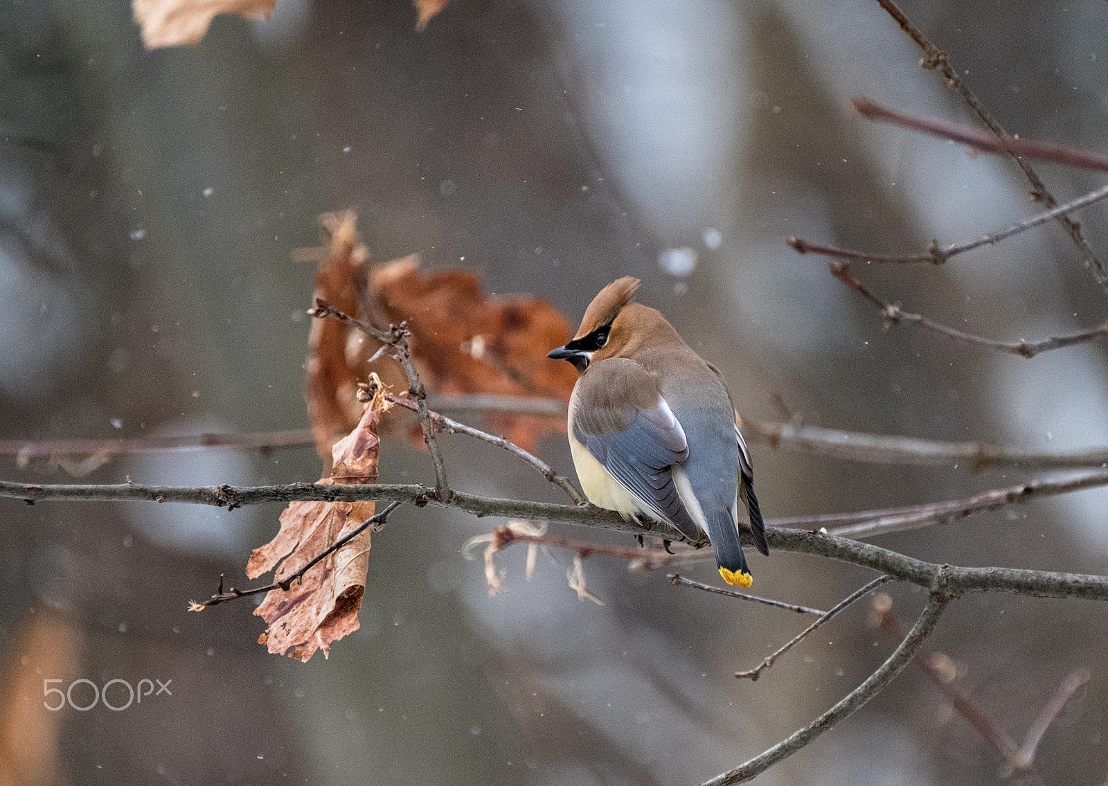 Fujifilm X-T2 + Fujifilm XF 100-400mm F4.5-5.6 R LM OIS WR sample photo. Tannery park cedar waxwing photography