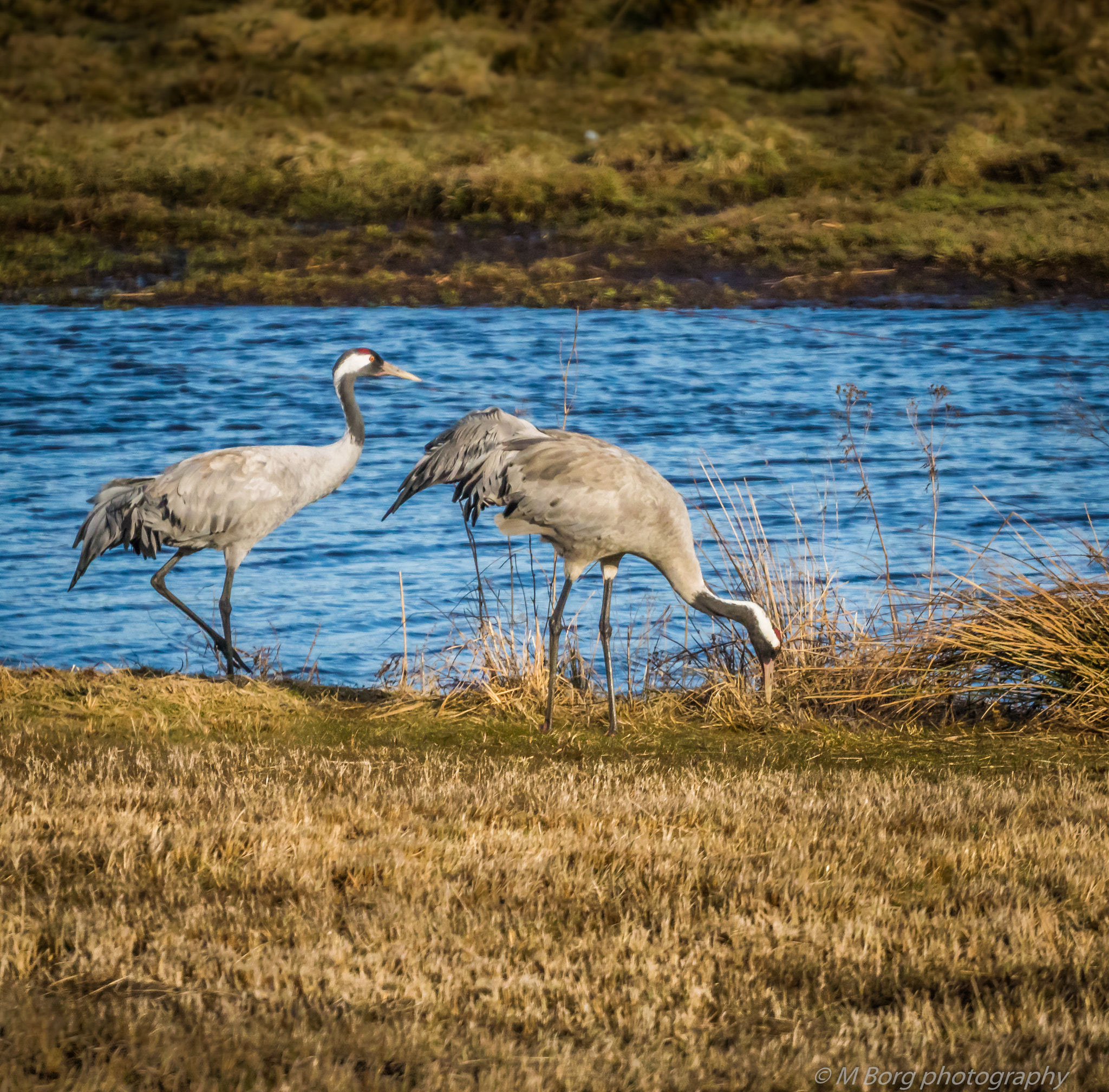 Sony 500mm F8 Reflex sample photo. Cranes by lake hornborgasjön photography