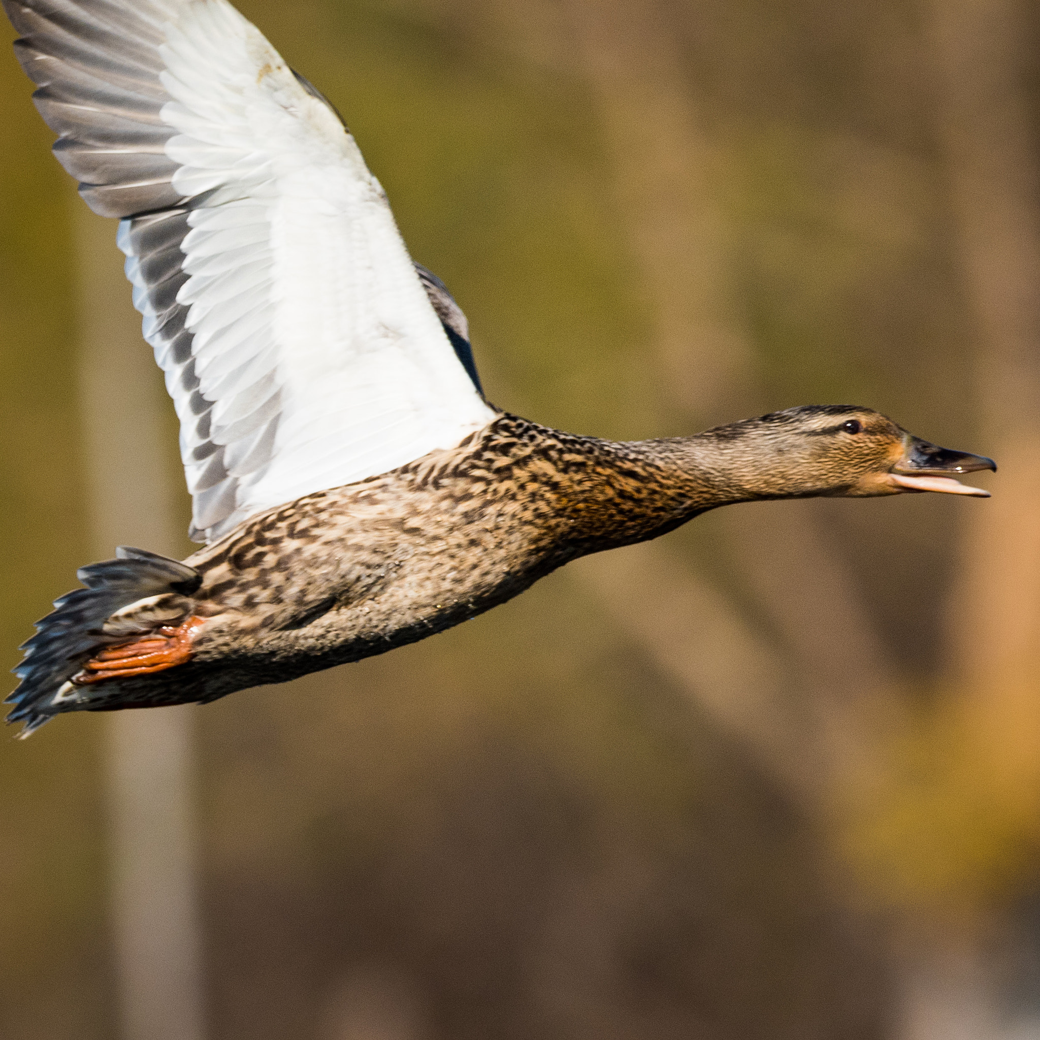 Sigma 50mm F2.8 EX DG Macro sample photo. Mallards photography